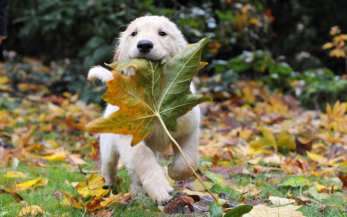 Скачать картинку Животные, Листья, Собаки, Осень в телефон бесплатно.