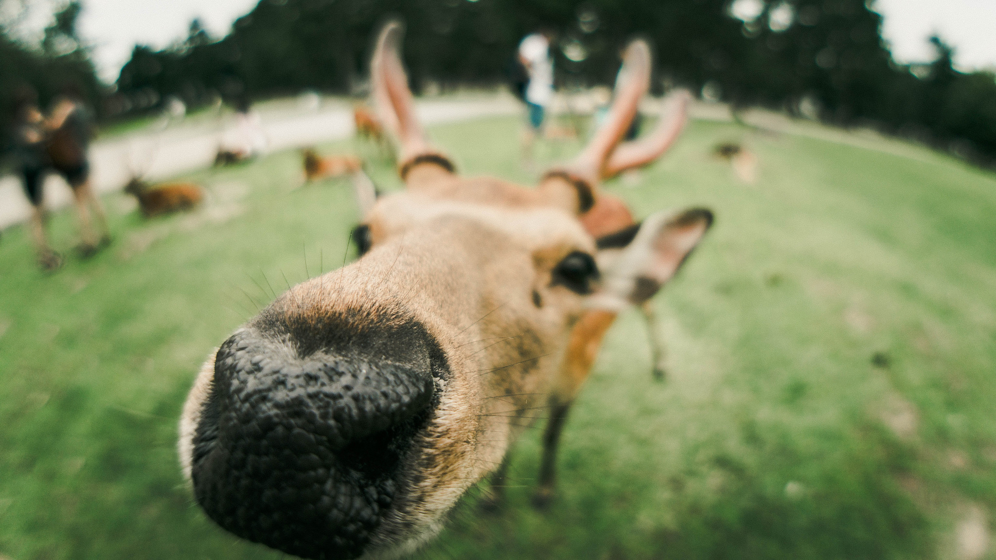 Download mobile wallpaper Blur, Close Up, Animal, Deer for free.