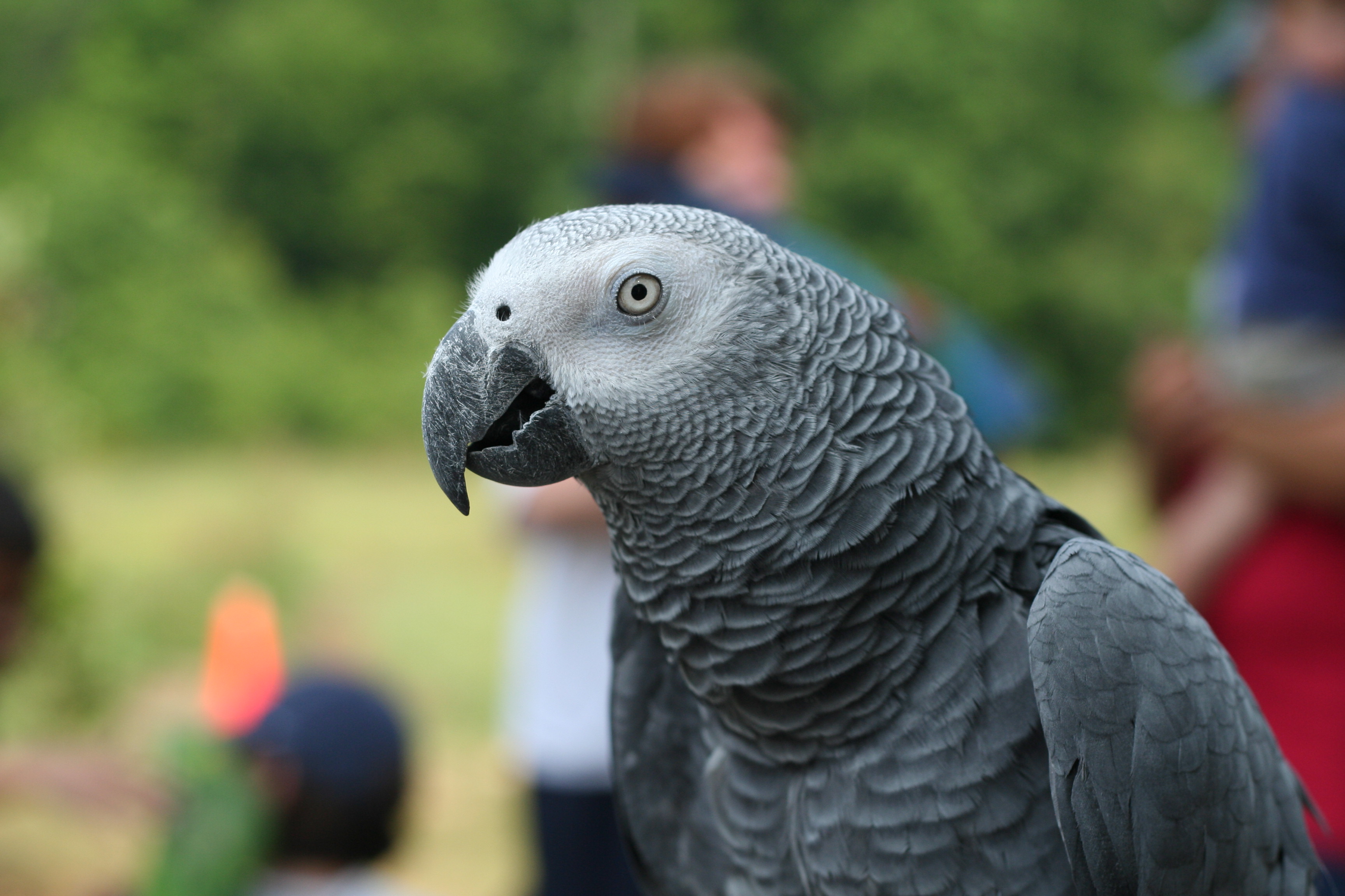 Серый попугай фото