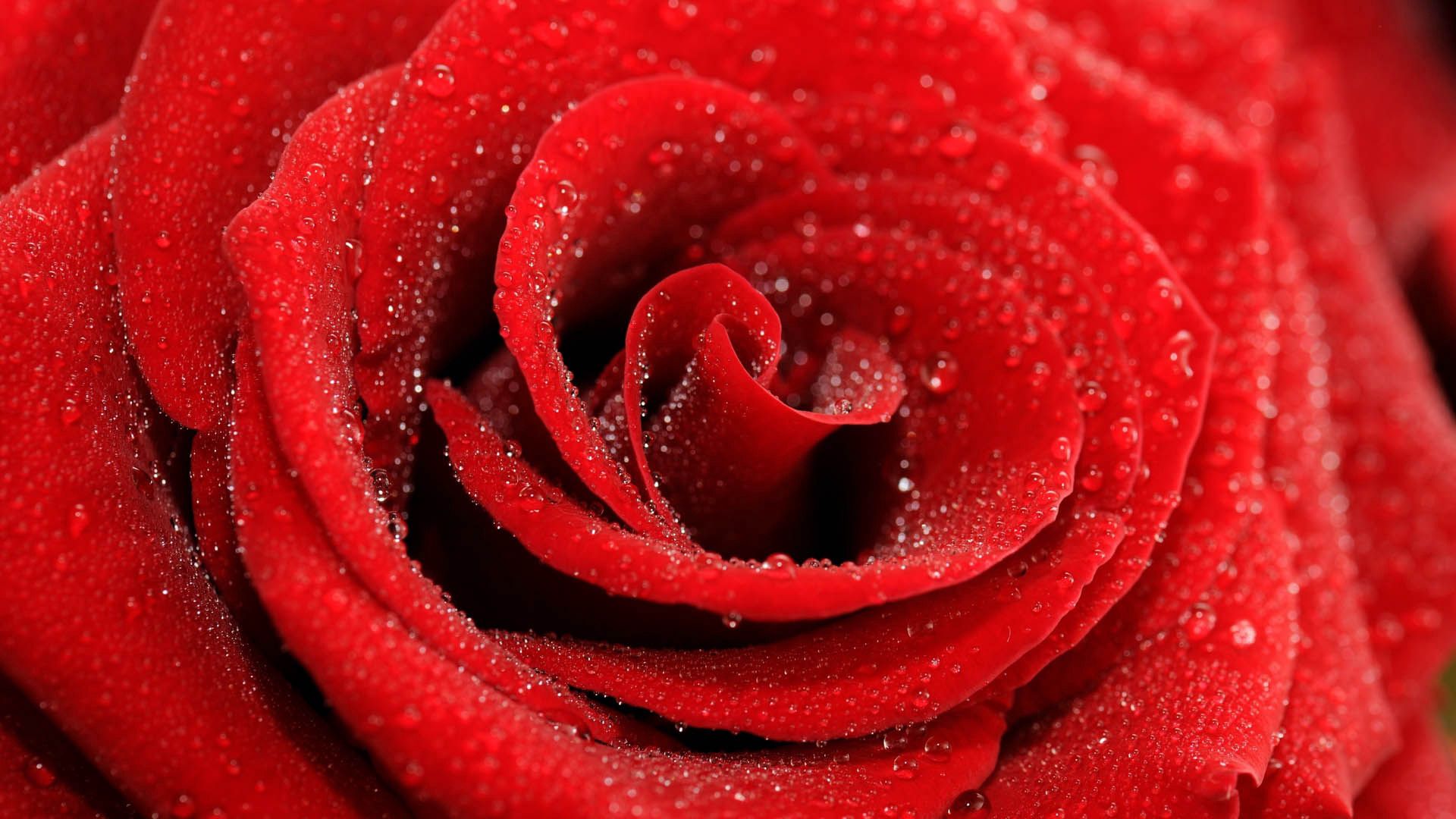 Download mobile wallpaper Petals, Macro, Rose, Rose Flower, Drops for free.