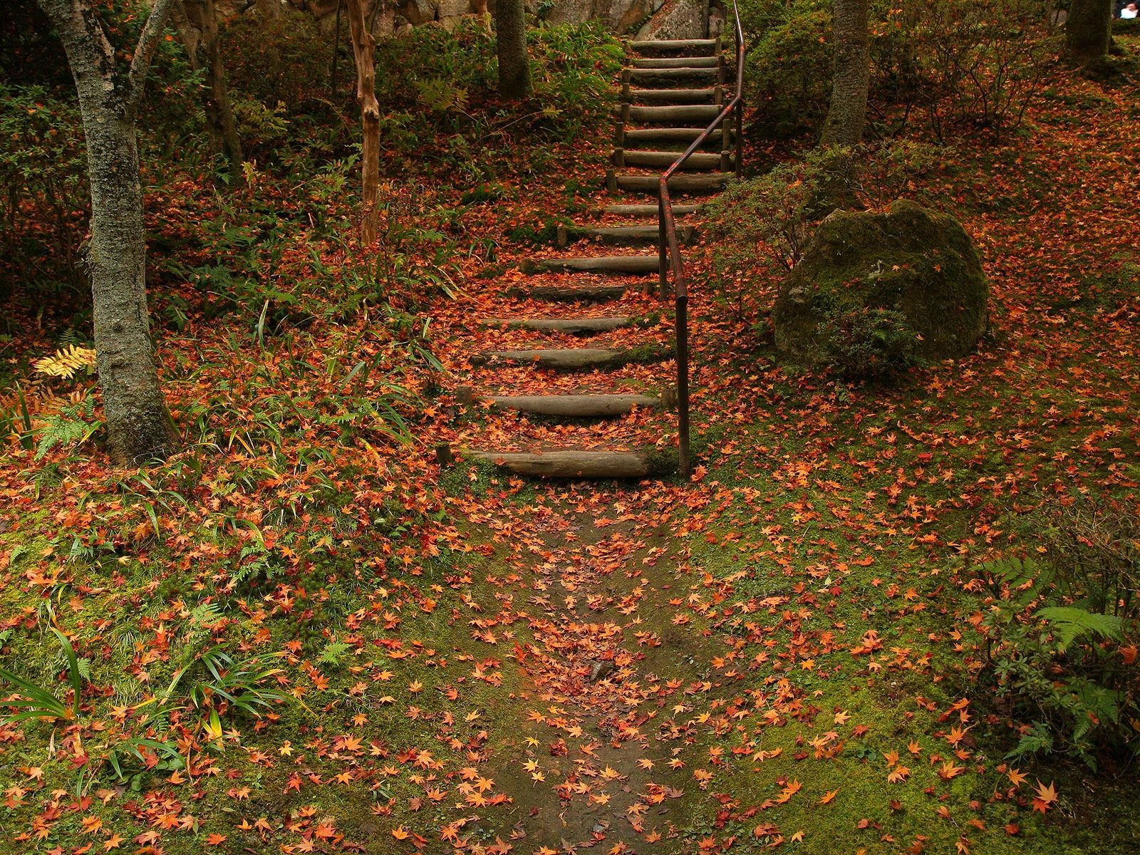 ladder, foliage, autumn, nature, stairs