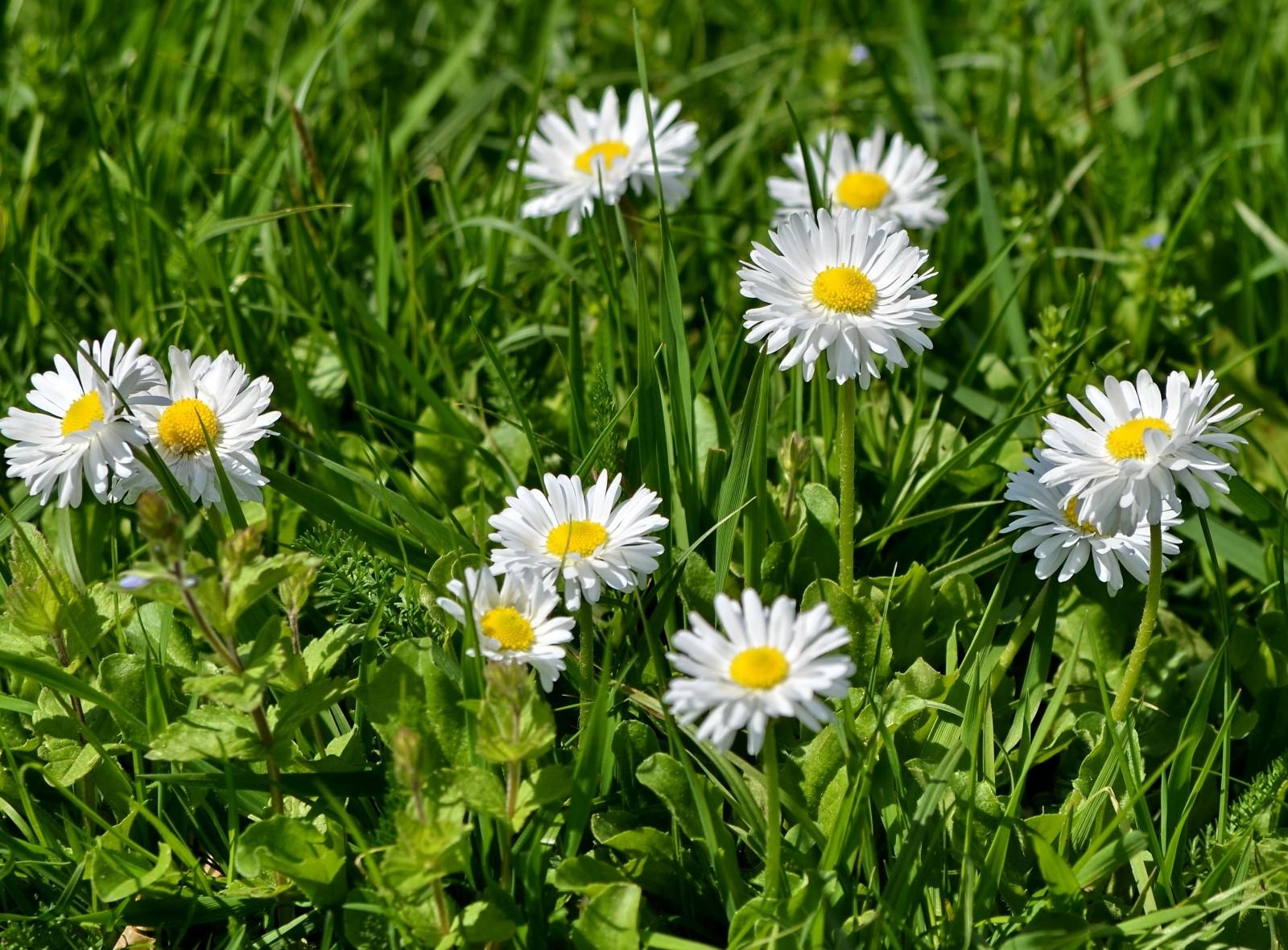 Free download wallpaper Flowers, Grass, Greens, Snow White, Sunny on your PC desktop