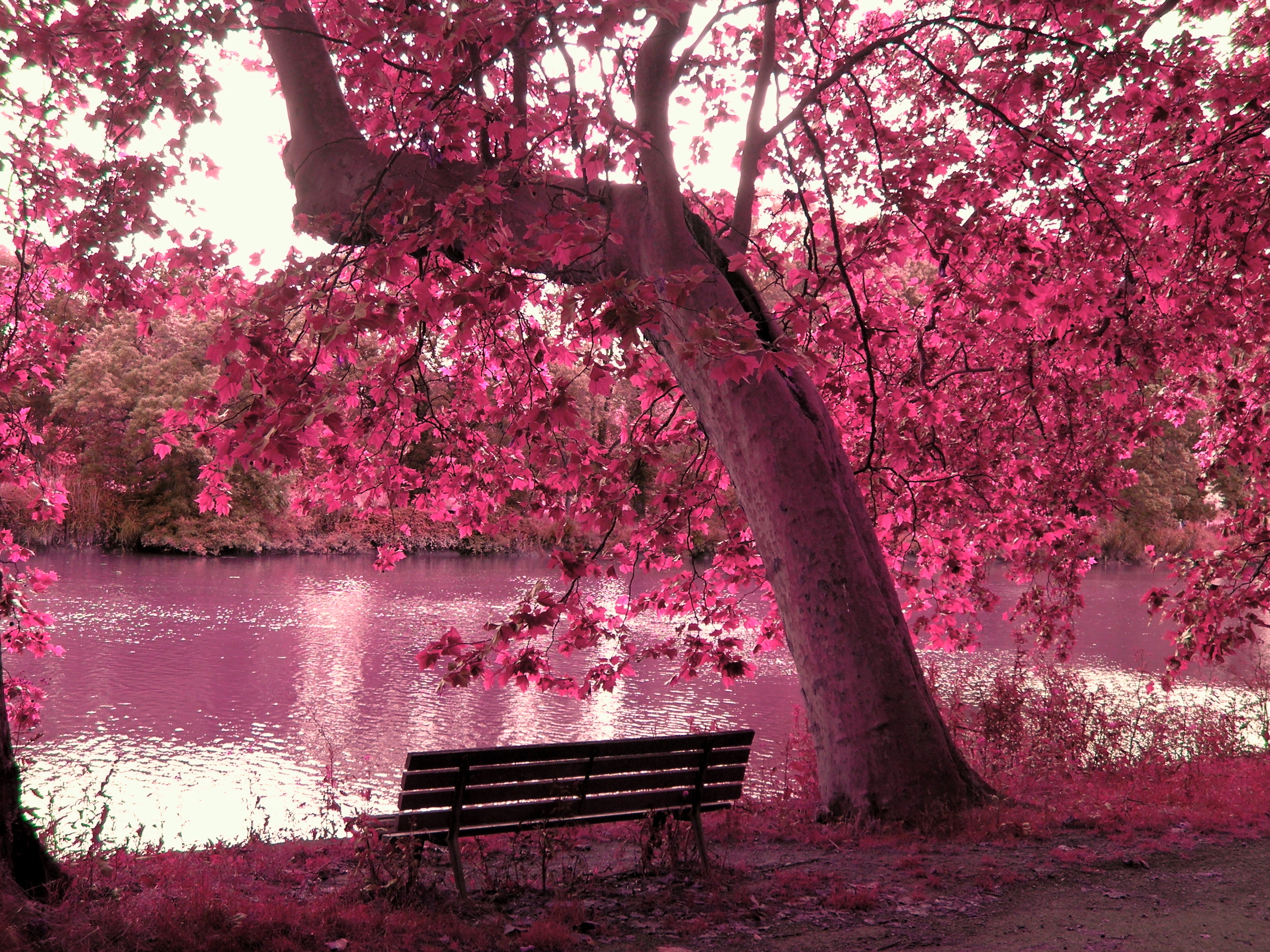 322872 Hintergrundbild herunterladen rosa, bank, erde/natur, baum, bäume - Bildschirmschoner und Bilder kostenlos