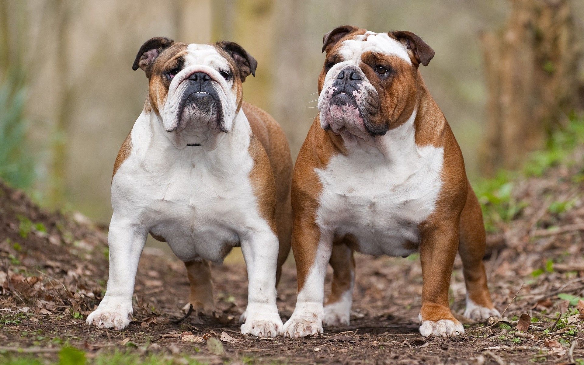 dogs, animals, leaves, couple, pair, fat, thick, bulldogs
