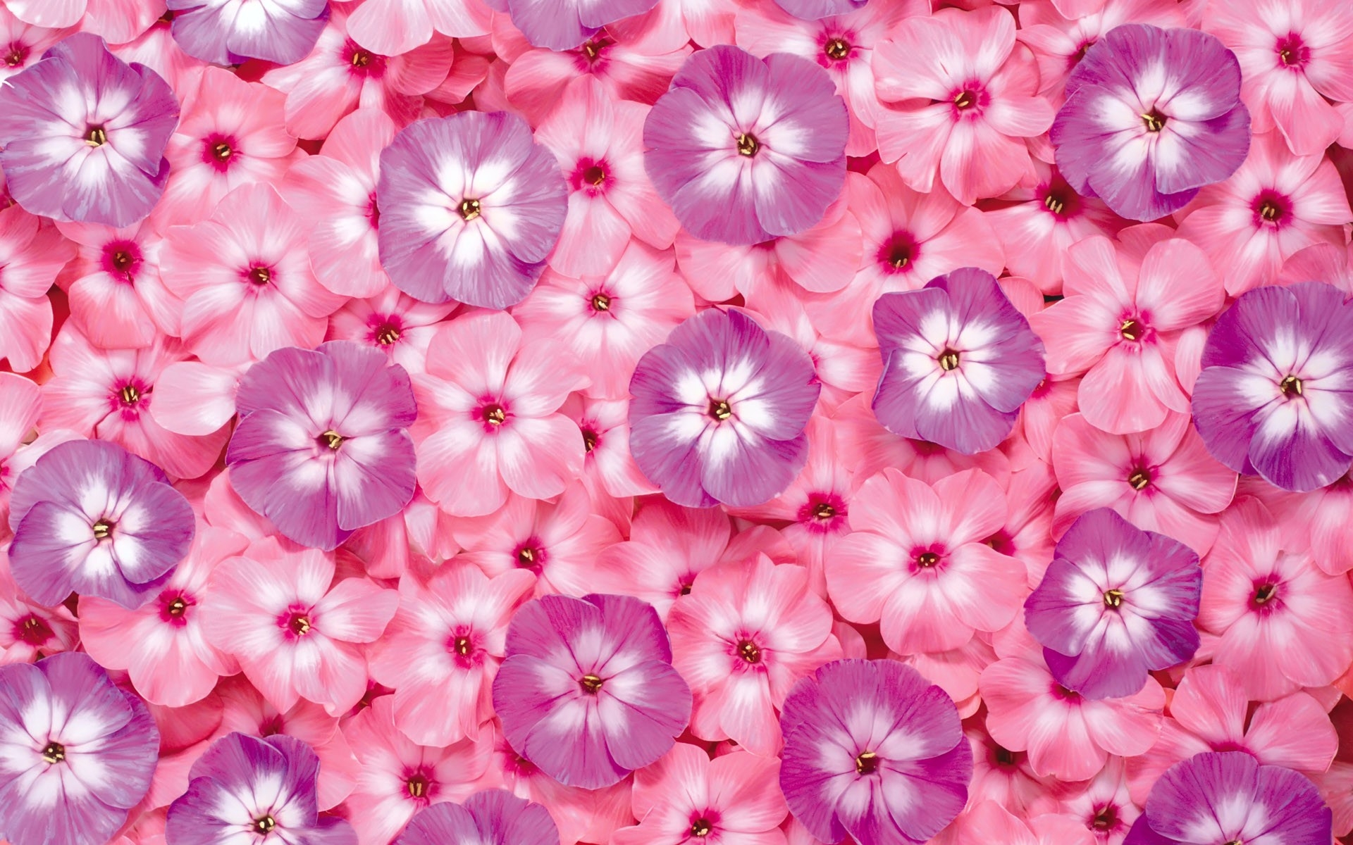earth, phlox, flower, nature, pink flower, purple flower, flowers Phone Background