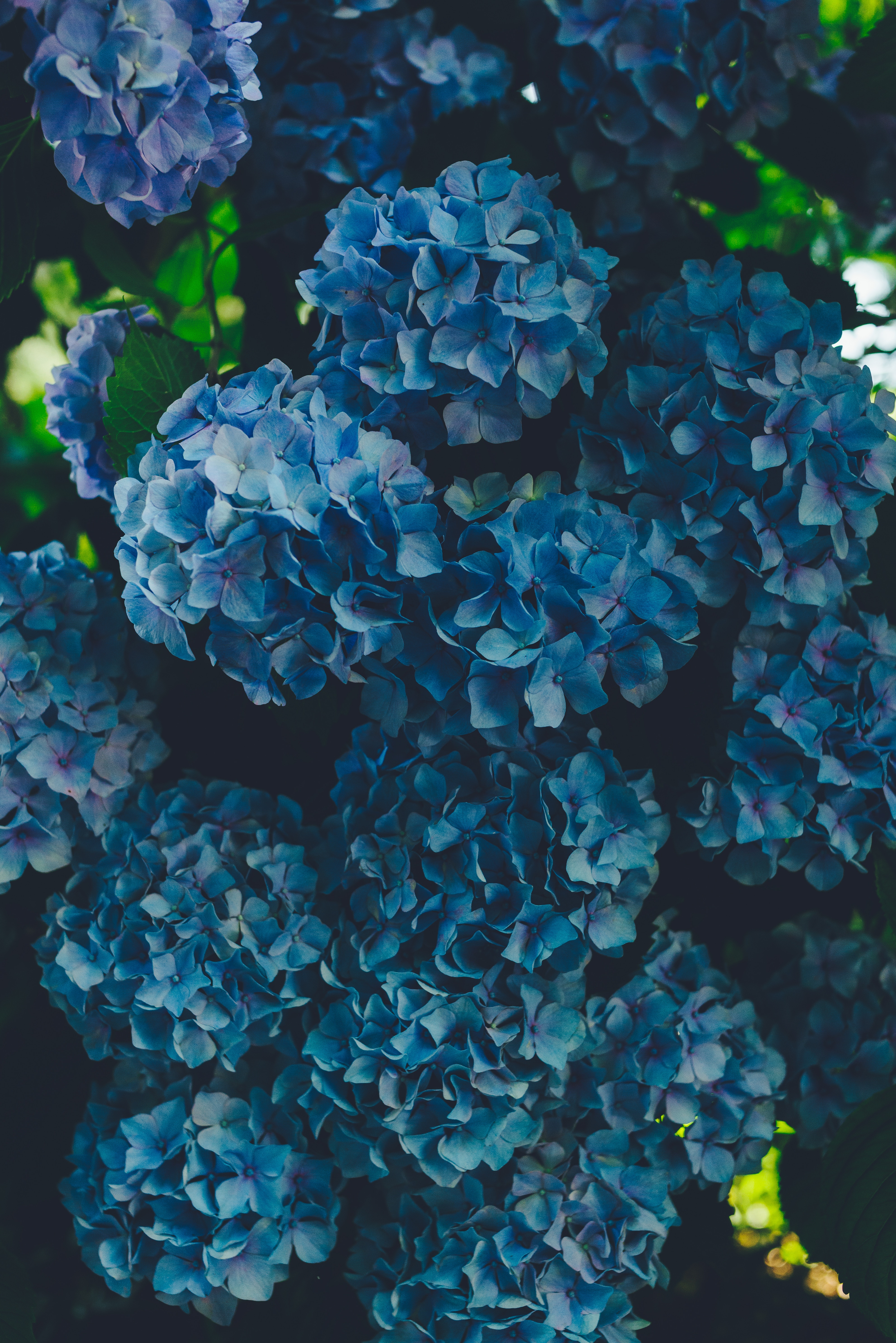 77287 Hintergrundbild herunterladen blumen, blau, blütenblätter, hortensie, blütenstände, blütenstand - Bildschirmschoner und Bilder kostenlos