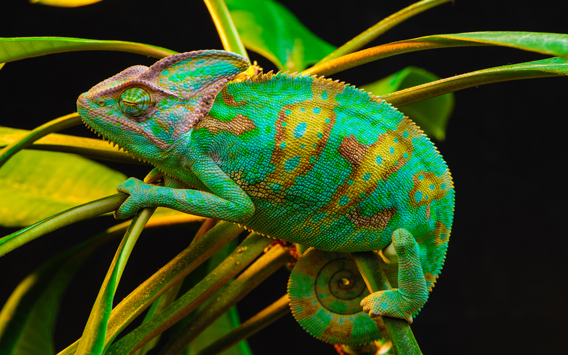 Panther chameleon | HD wallpaper, 4k, picture, free image, desktop  background, 3840x2160