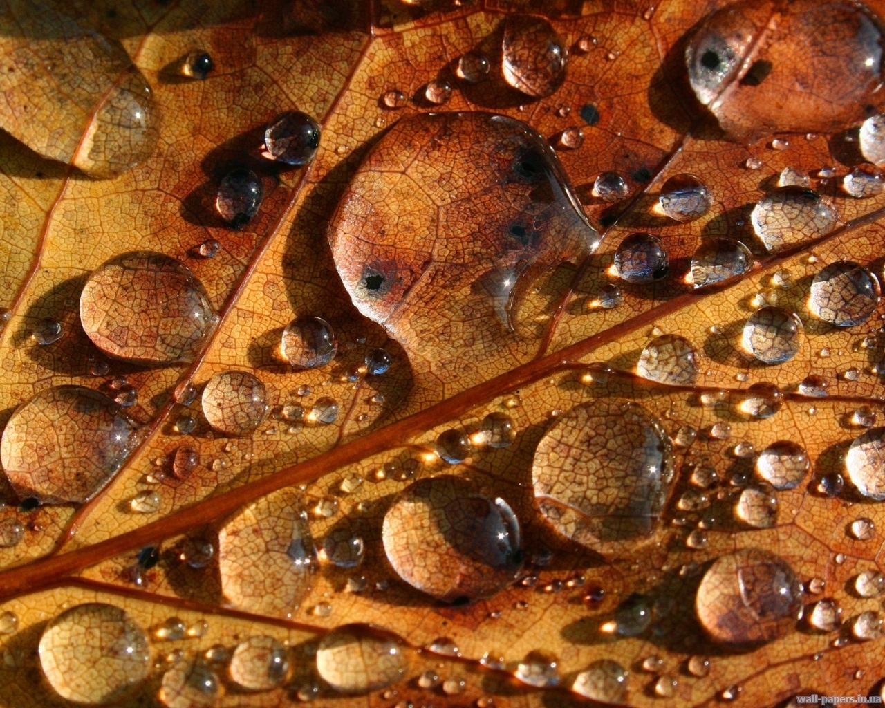 Download mobile wallpaper Water, Leaves, Drops, Background for free.