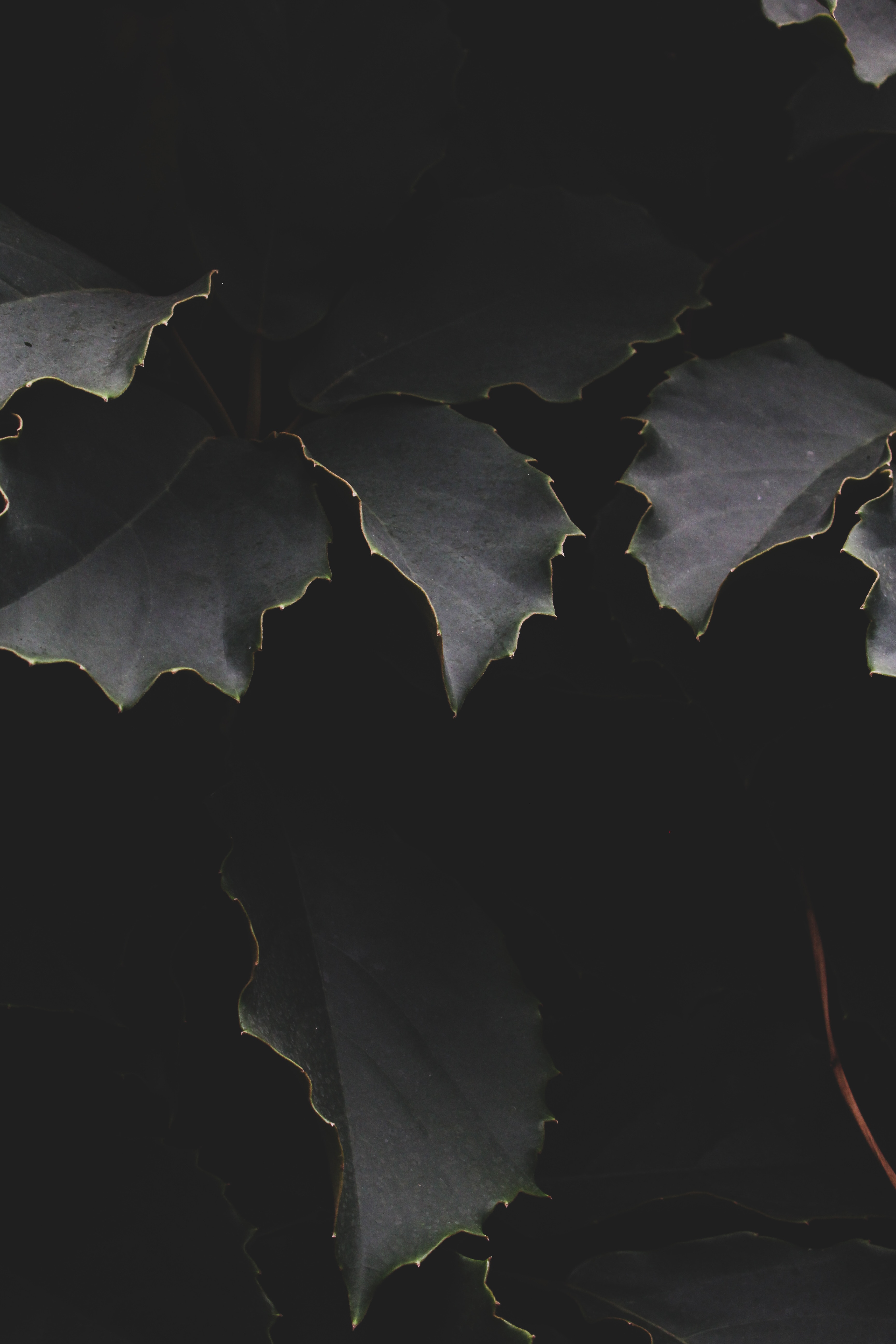 Free HD shadows, leaves, dark, branches