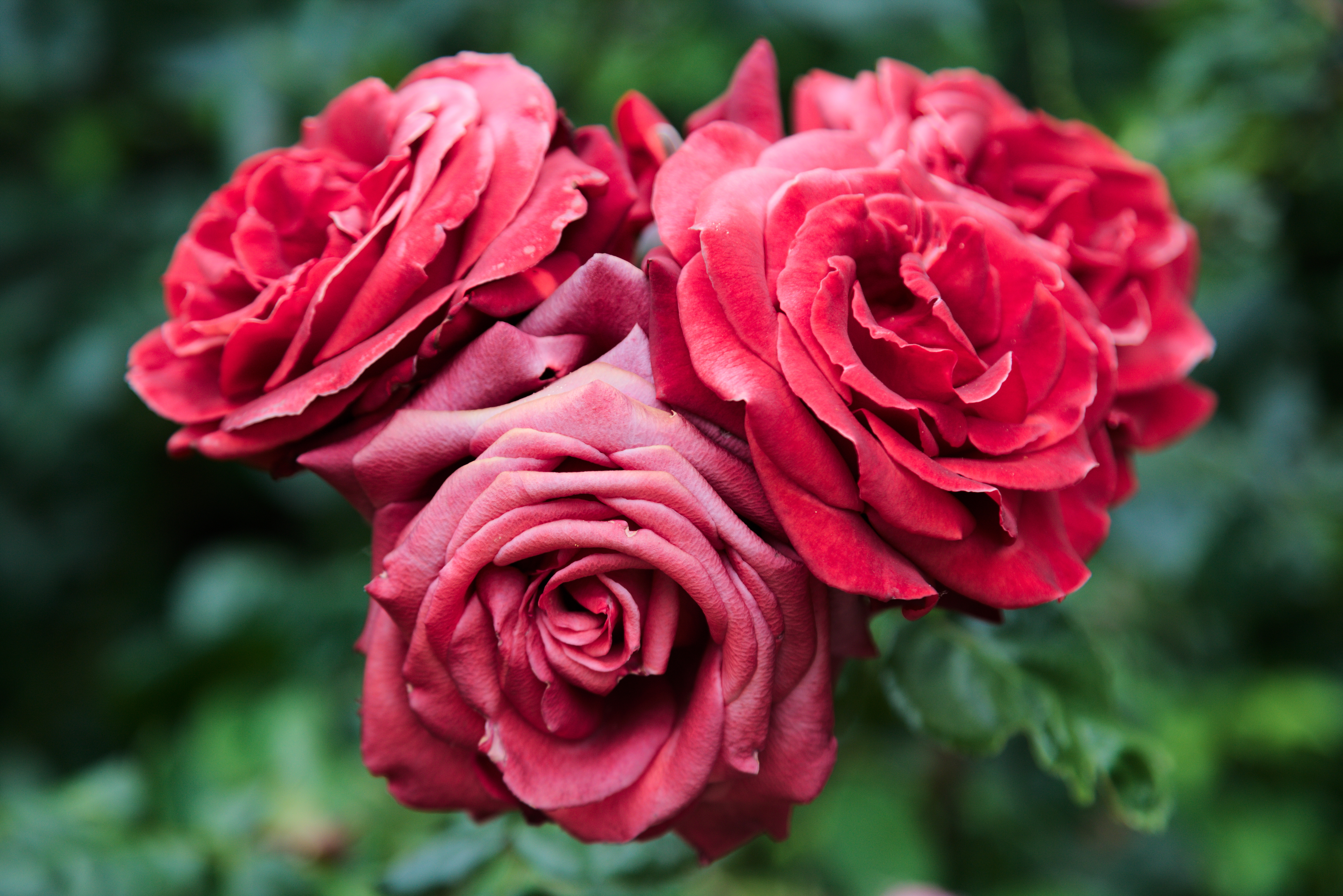 Скачать картинку Красный, Растение, Цветы, Розы, Цветение, Крупный План в телефон бесплатно.