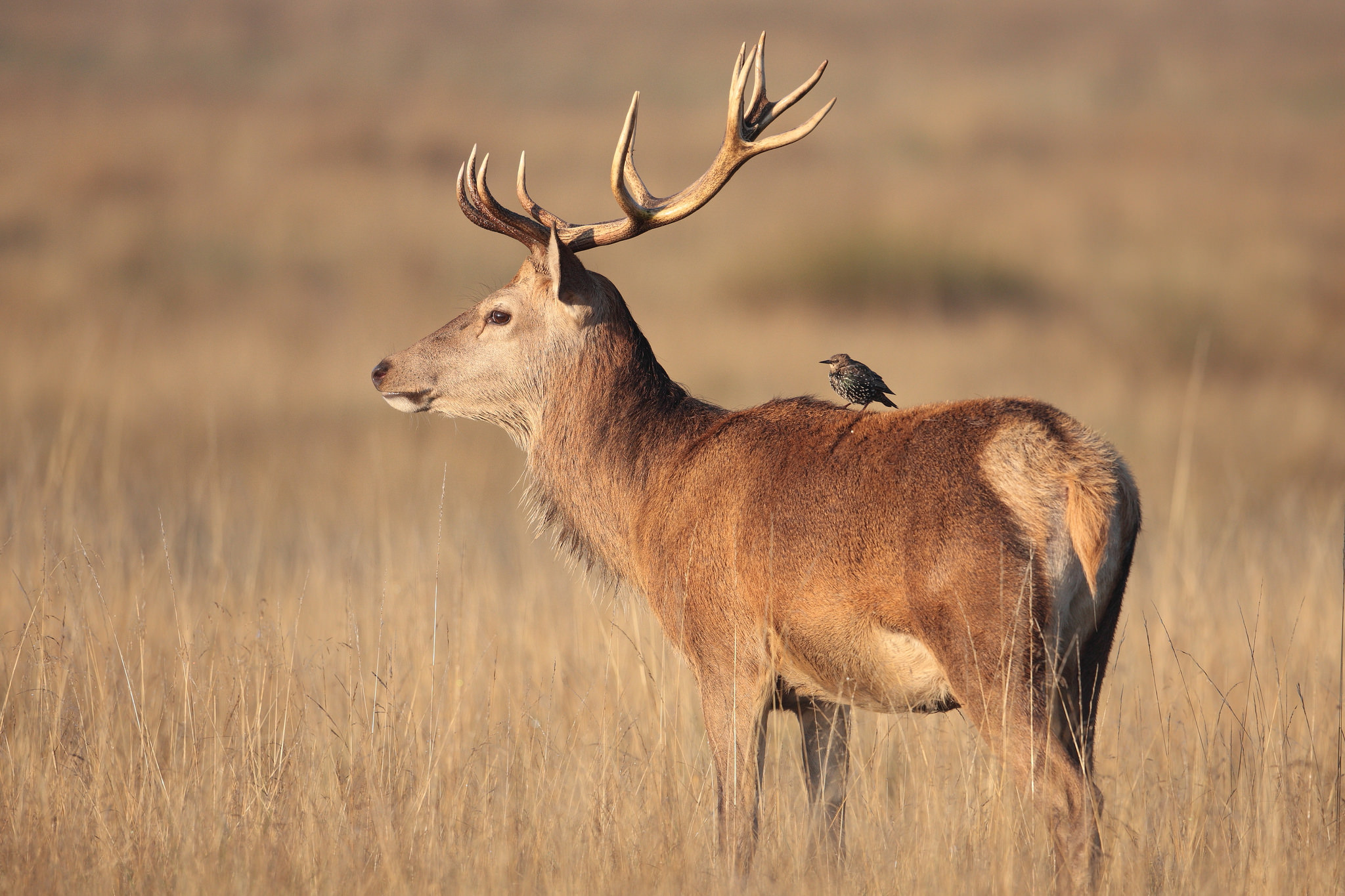 Пернатый олень. Stag. Cerf. DS Stag. Noble Stag.