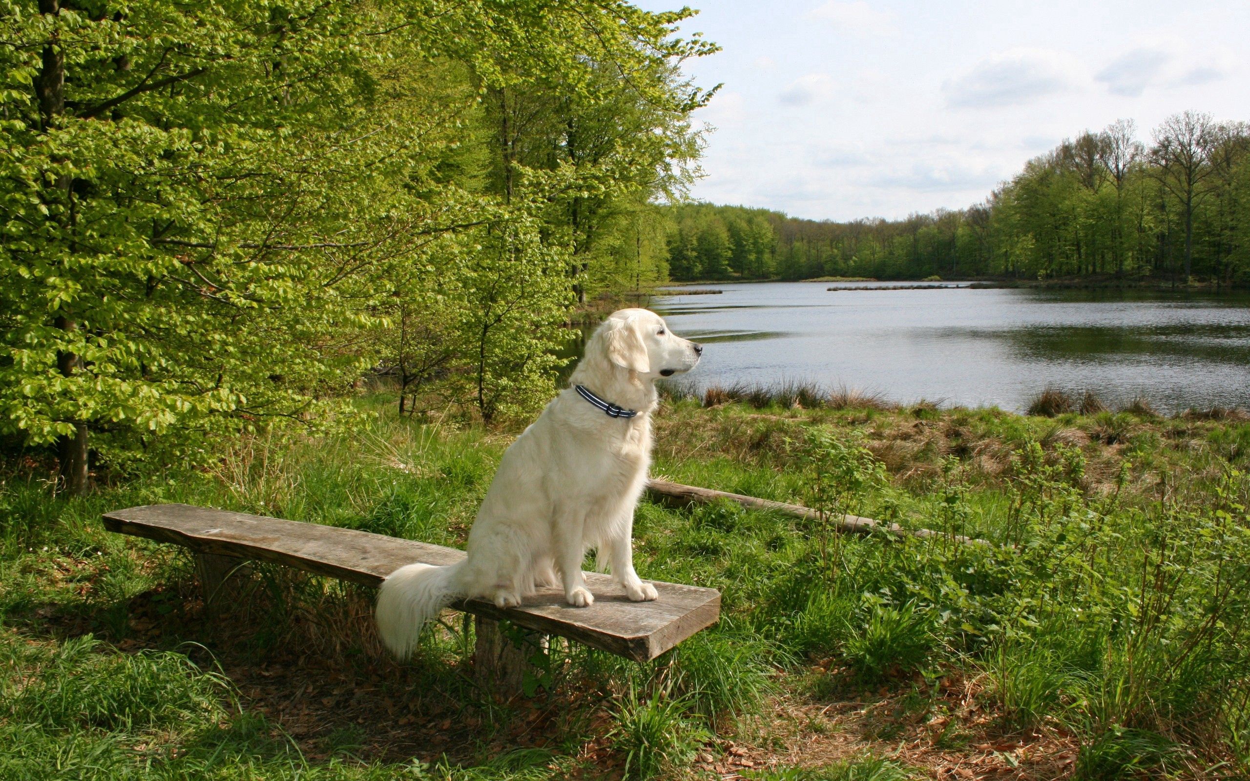 animals, summer, sit, dog, bench, expectation, waiting Full HD