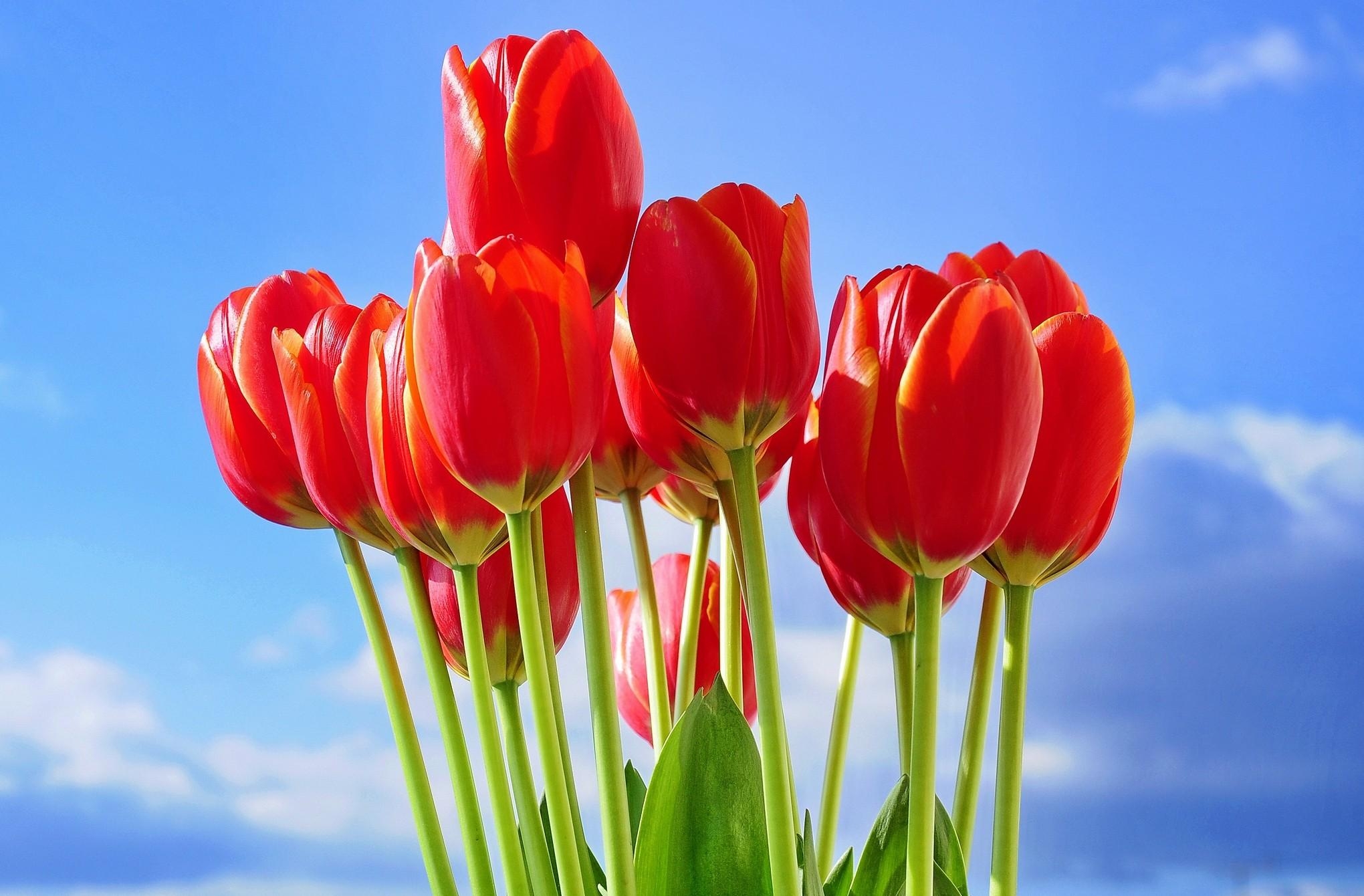113781 завантажити шпалери весна, квіти, тюльпани, букет, небо, червоний - заставки і картинки безкоштовно