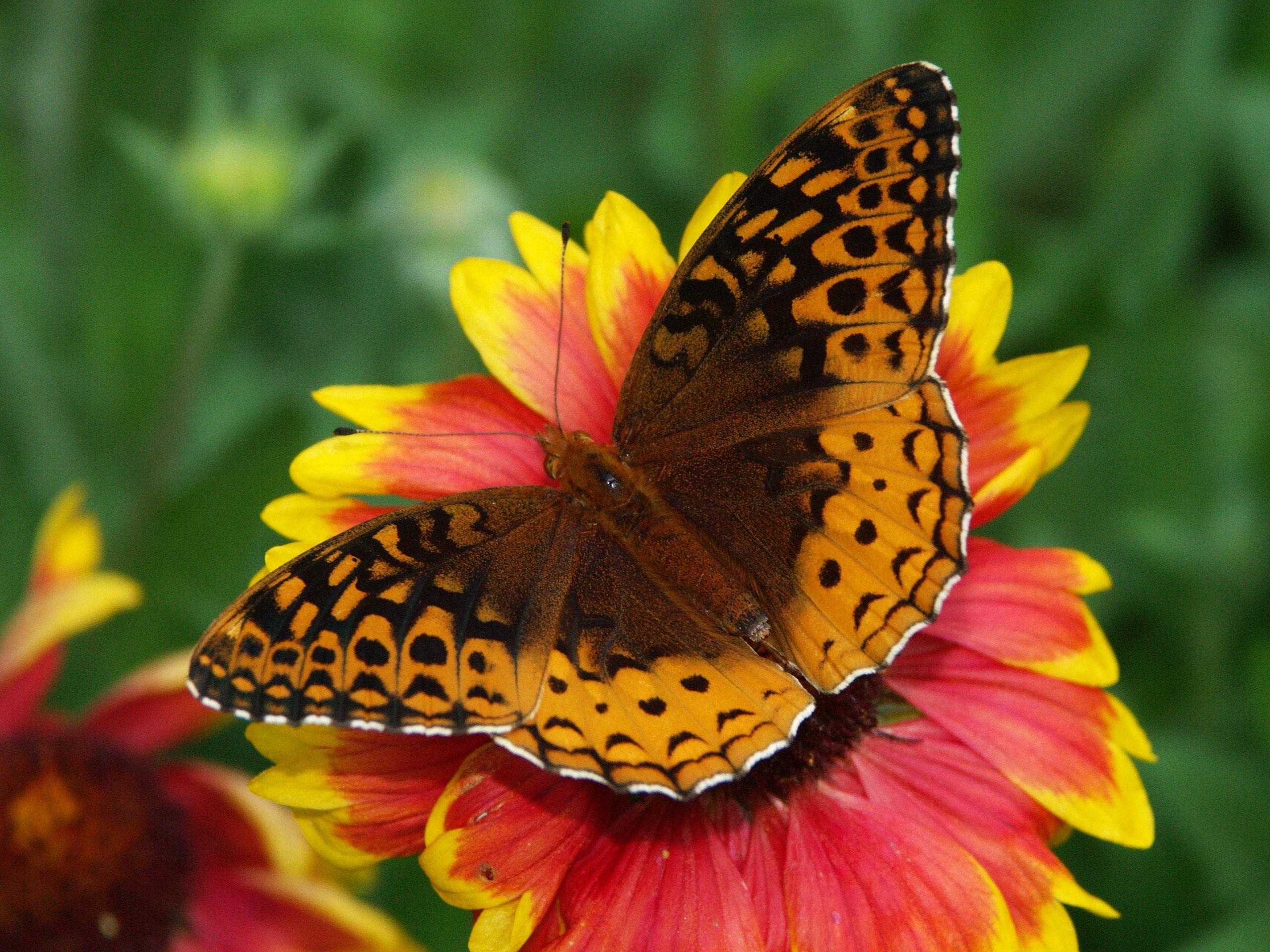 Бабочка на цветочке крупный план