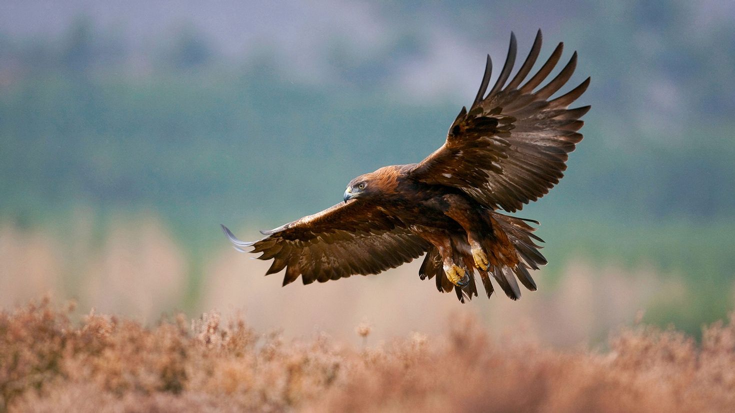 Страна орла. Беркут и Орлан белохвост. Беркут золотой Орел. Golden Eagle Scotland. Golden Eagle g300.