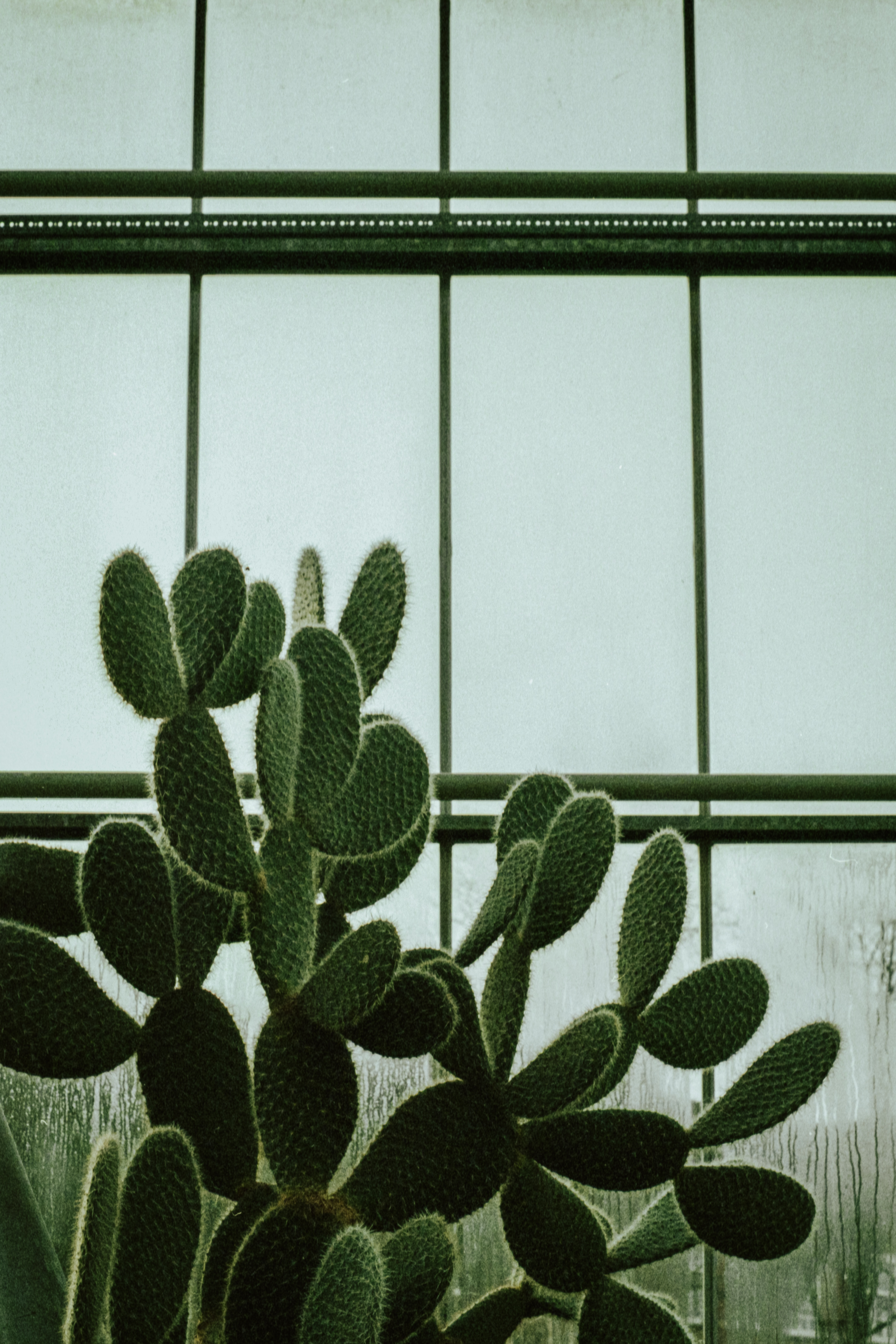 Handy-Wallpaper Saftig, Saftigen, Pflanze, Blumen, Fenster, Kaktus kostenlos herunterladen.