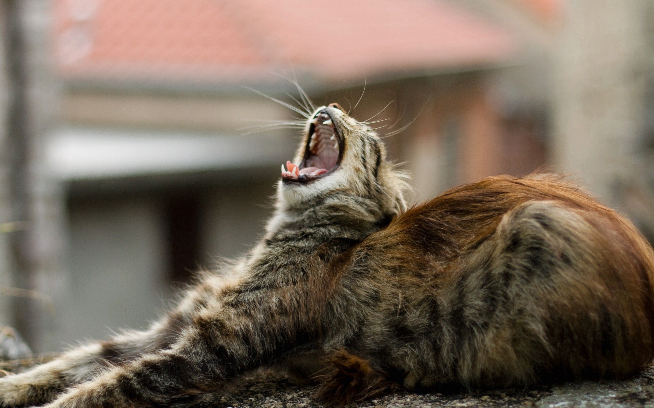 animals, cat, fluffy, to lie down, lie, to yawn, yawn HD wallpaper