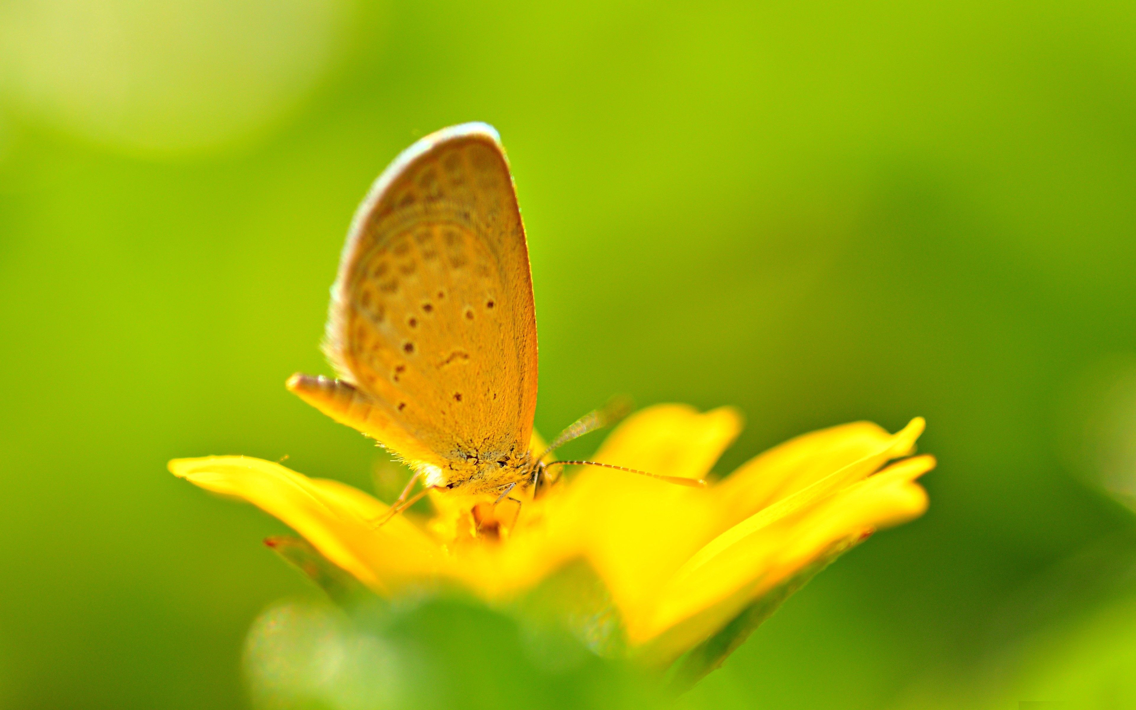 Цветы красивые желтые бабочками