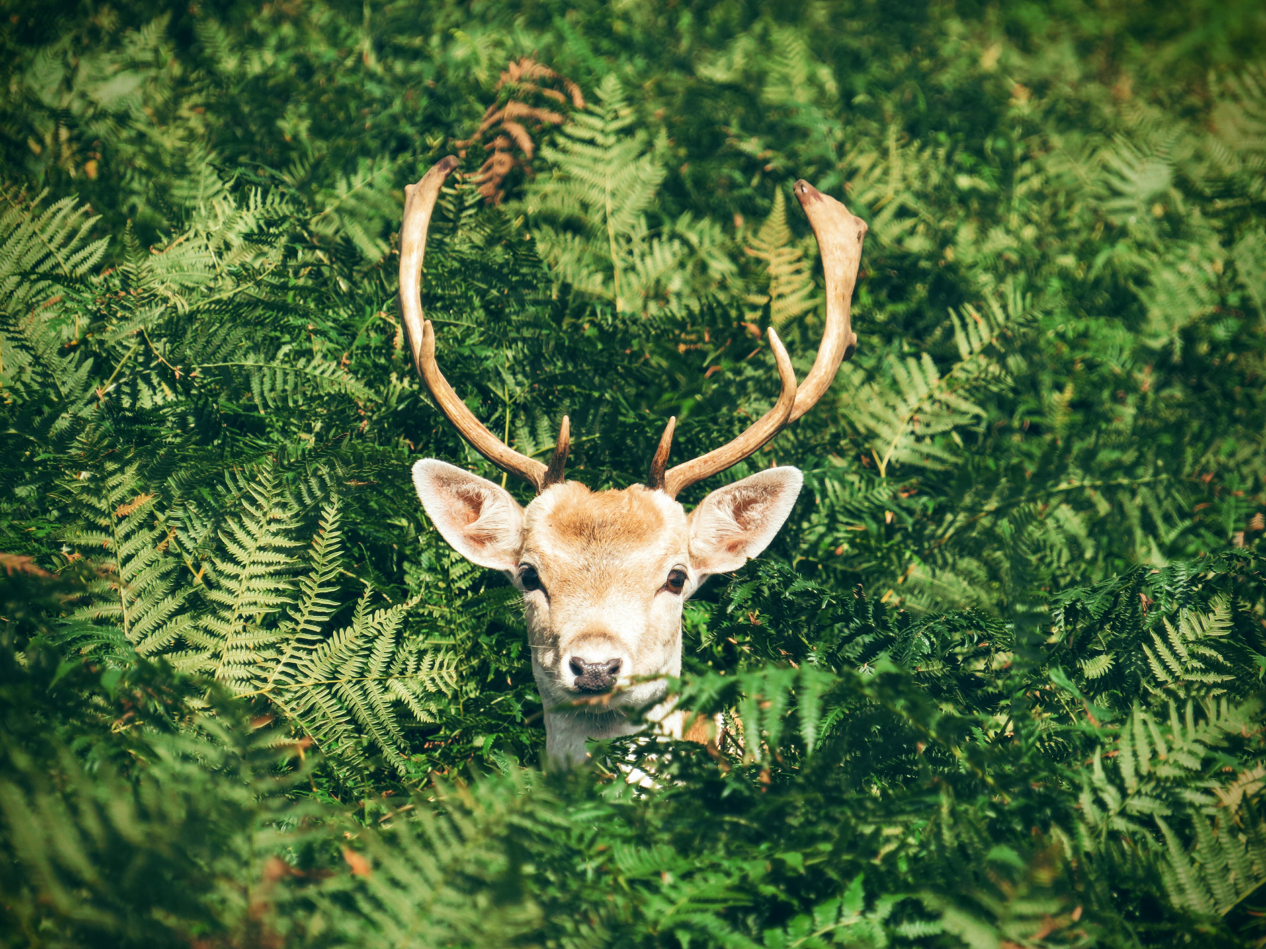Download mobile wallpaper Deer, Foliage, Muzzle, Animals, Horns for free.