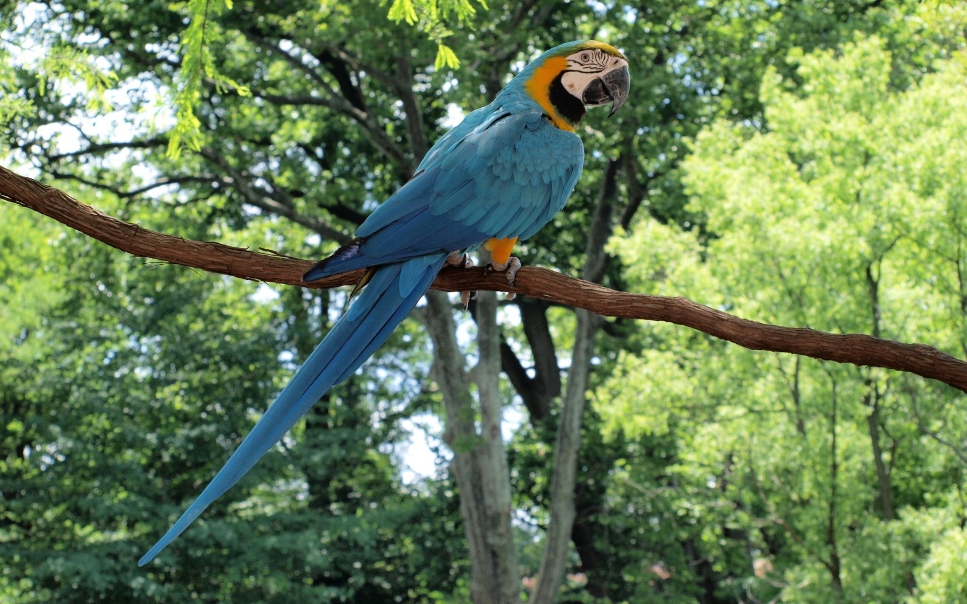 bird, animal, blue and yellow macaw, parrot, birds phone background