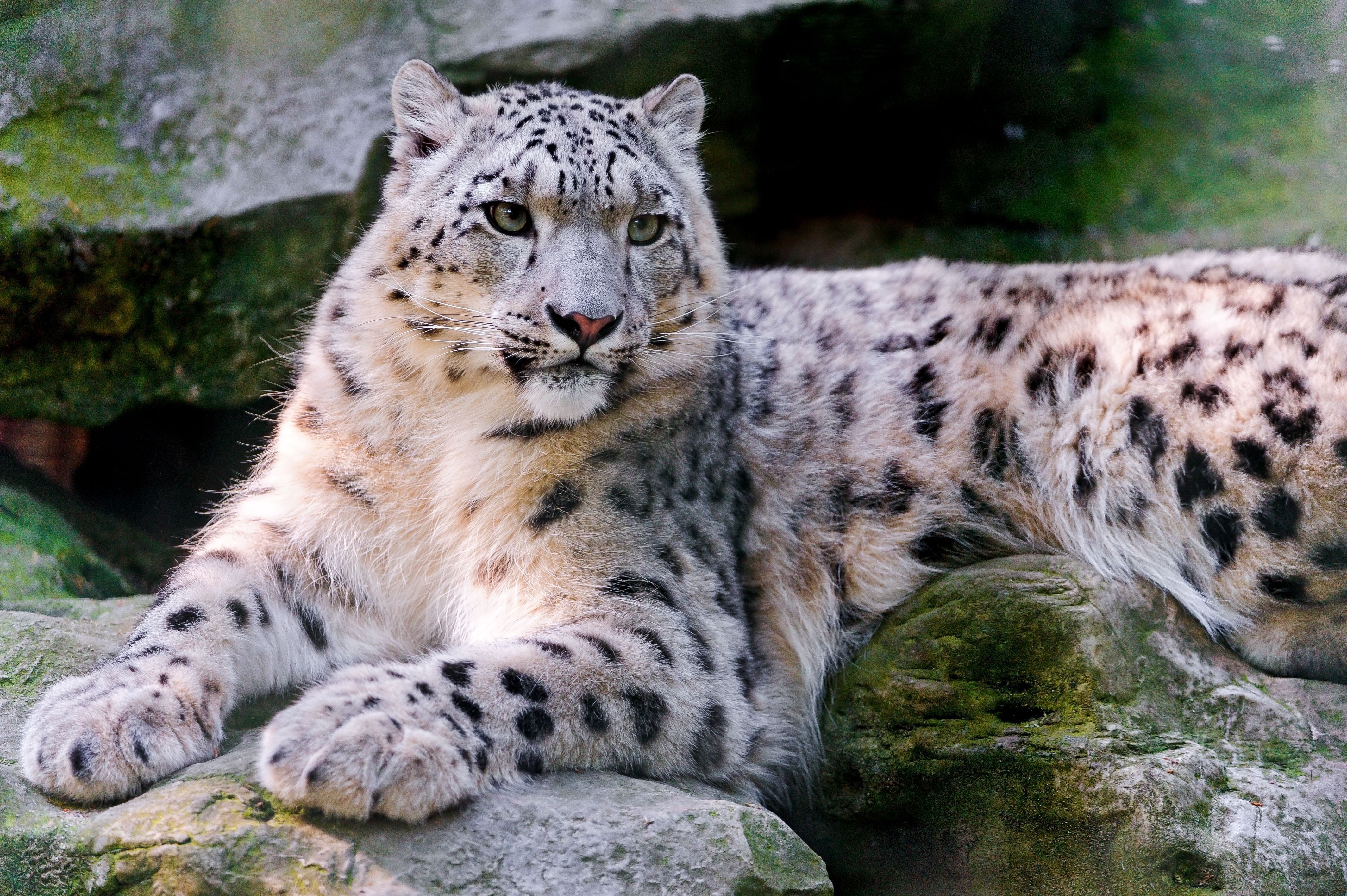 Картинки беспла. Снежный Барс (Ирбис, снежный леопард). Переднеазиатский леопард. Ирбис кавказский.