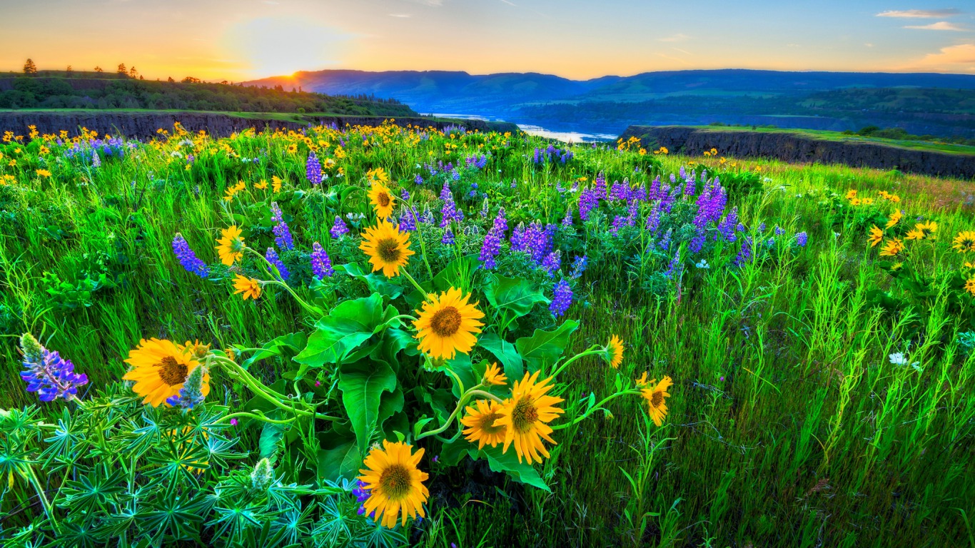 339158 Hintergrundbild herunterladen erde/natur, sonnenblume, sonnenaufgang, blumen - Bildschirmschoner und Bilder kostenlos