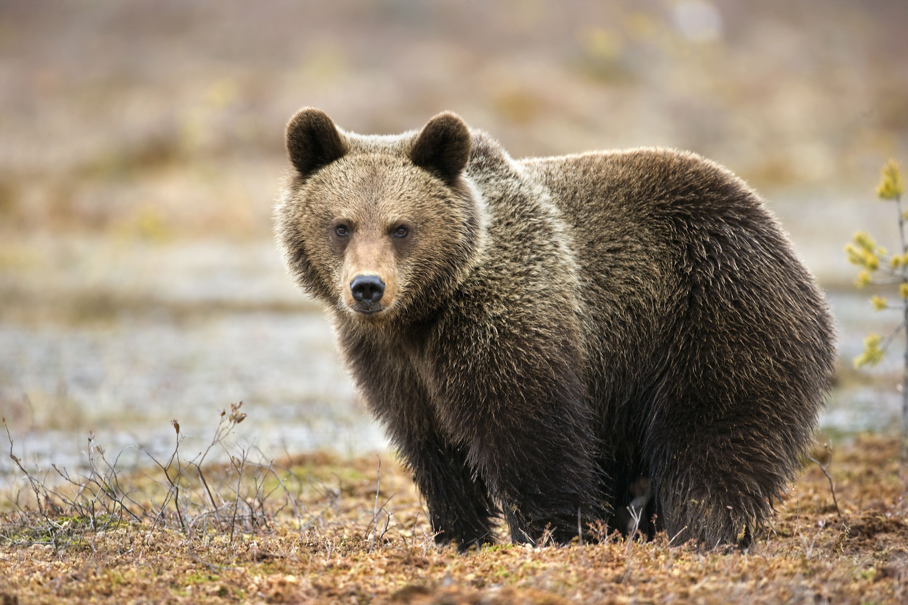 Аляскинский бурый медведь
