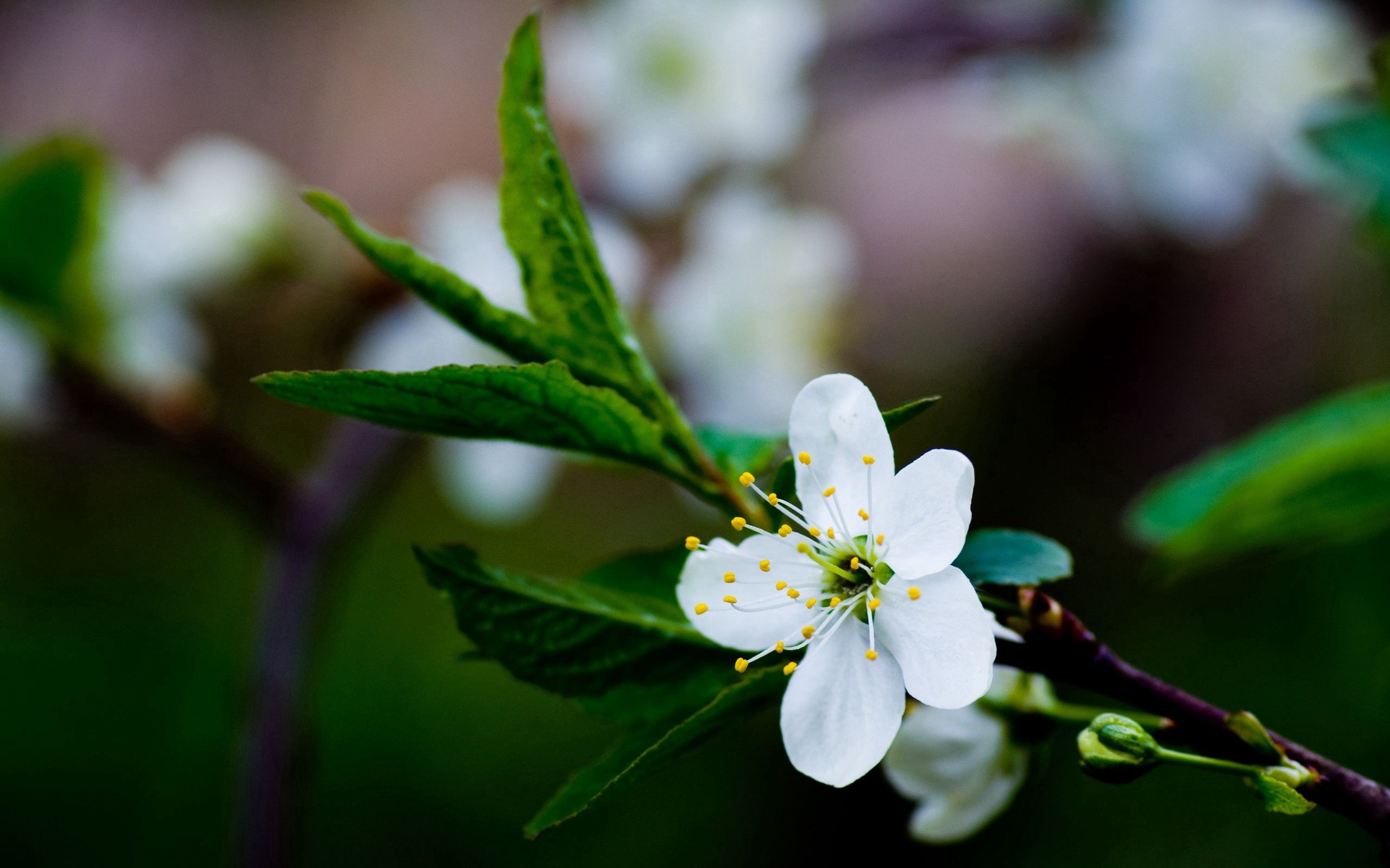 無料モバイル壁紙葉, 花, 大きい, マクロ, ブランチ, 枝, 咲く, 開花, 春をダウンロードします。