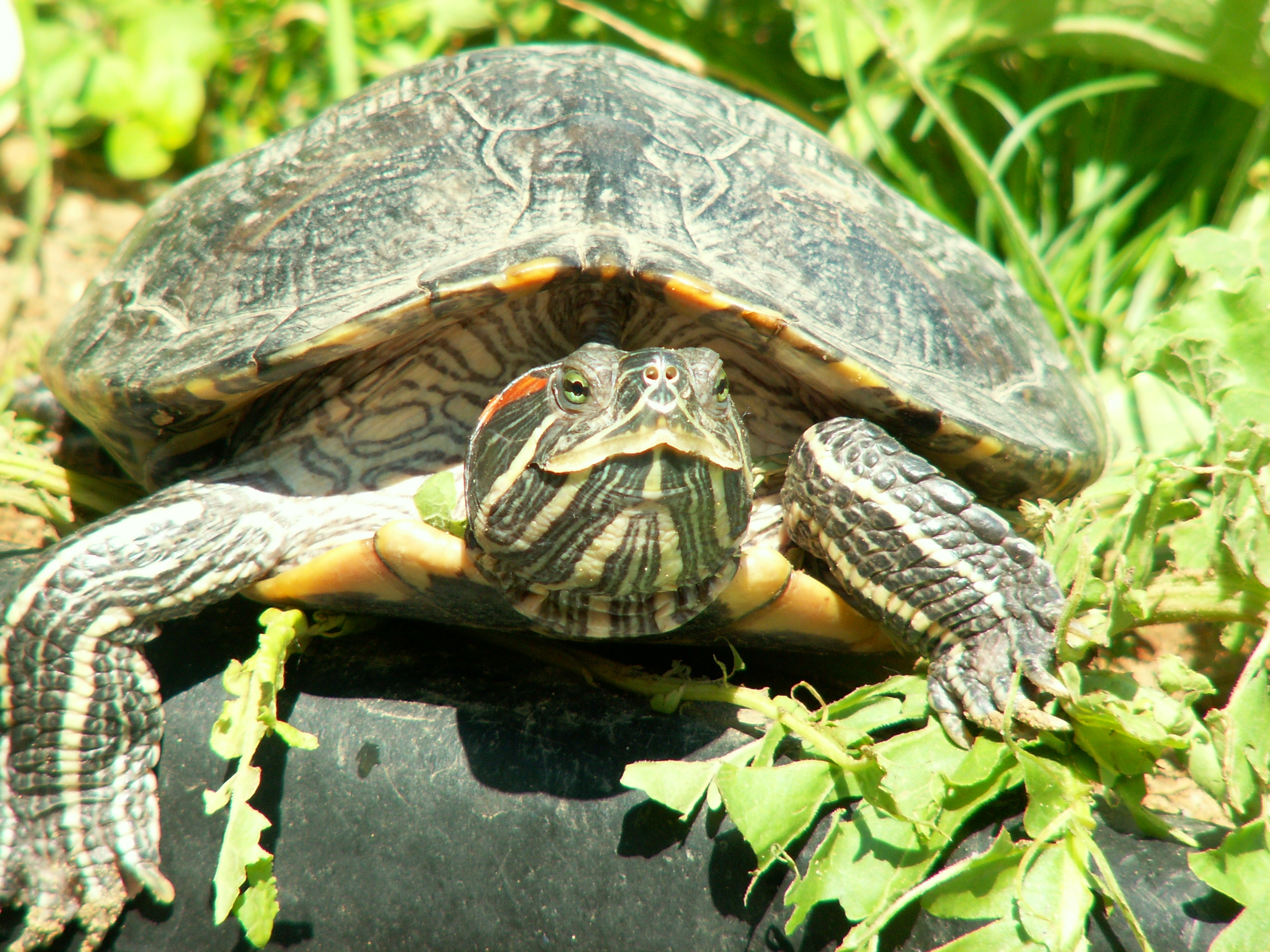 Download mobile wallpaper Animals, Greens, Nature, Turtle for free.
