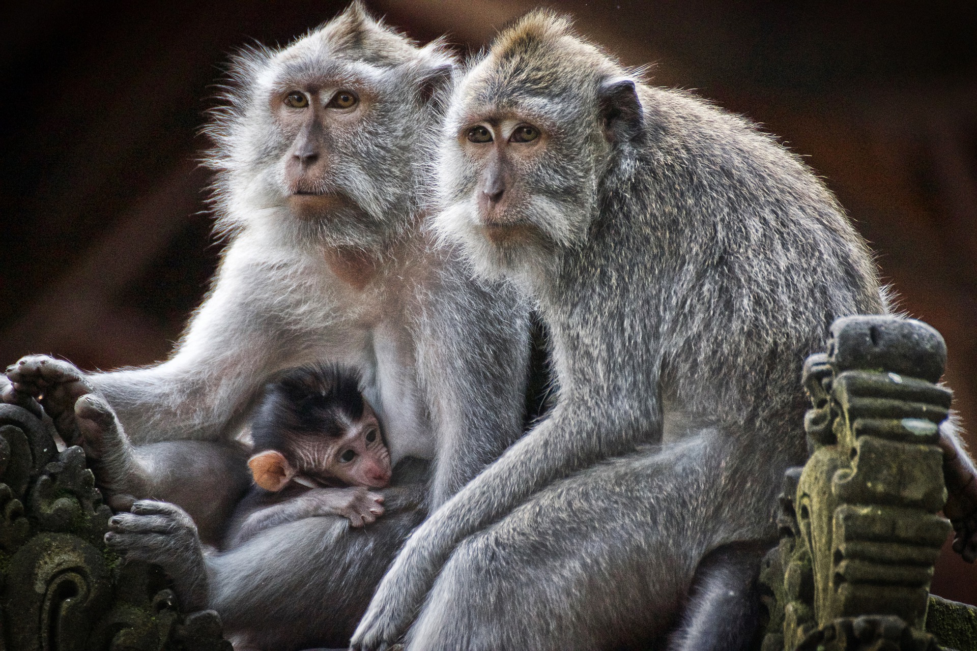 954548 télécharger le fond d'écran macaque, animaux, bébé animal, singe, primate - économiseurs d'écran et images gratuitement