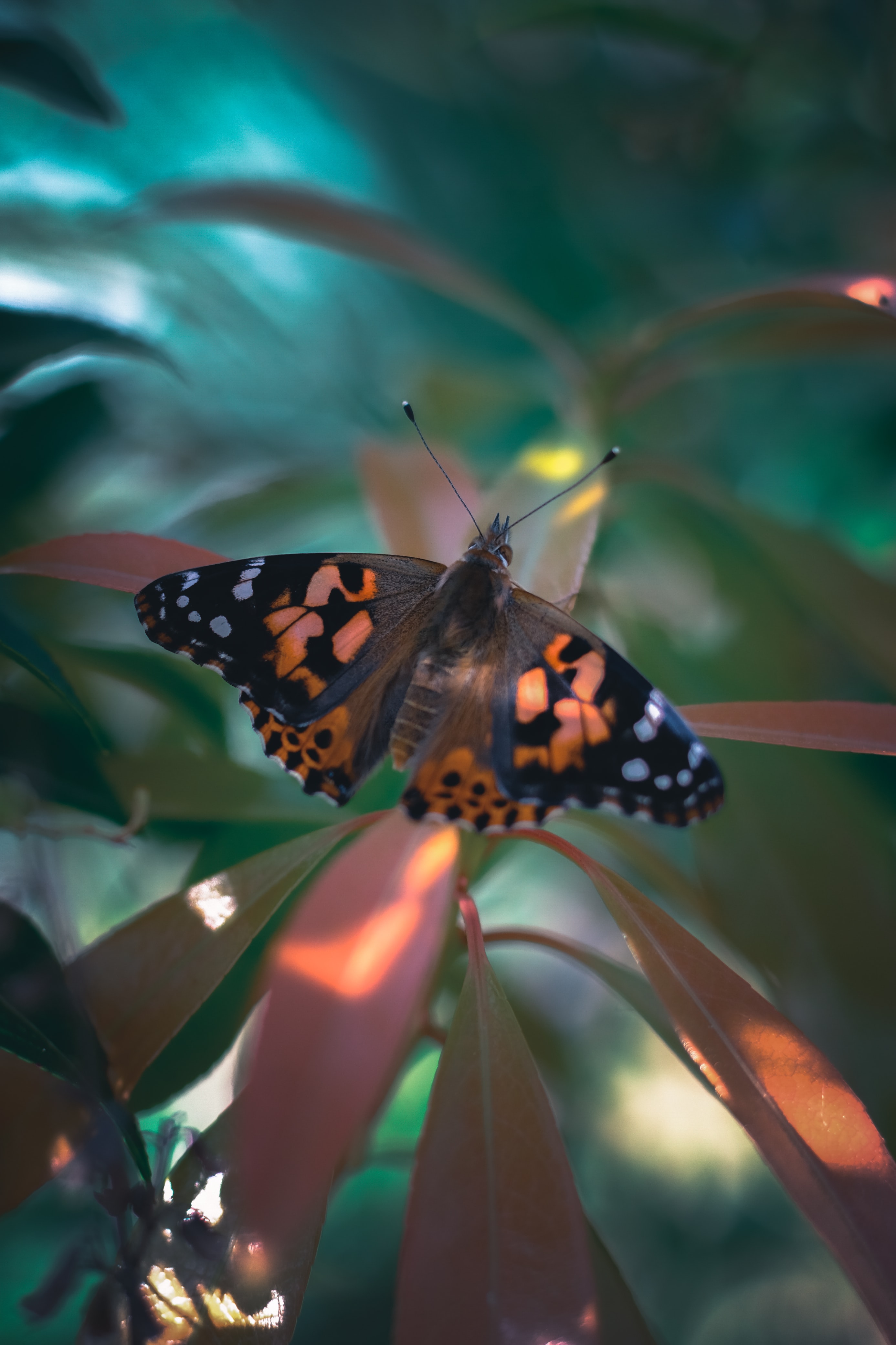 butterfly, animals, plant, pattern, wings lock screen backgrounds