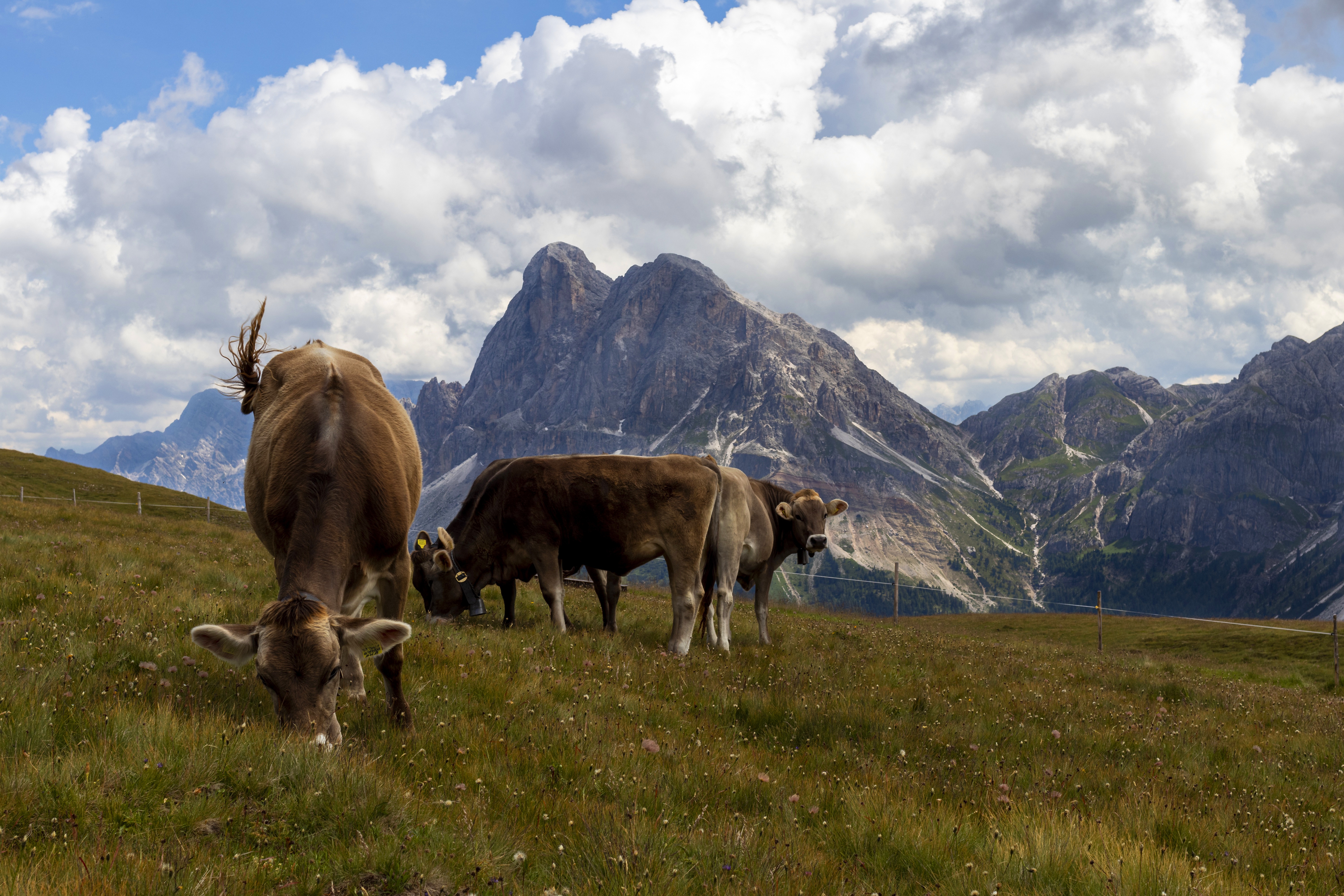 Free HD animal, cow, mountain, pasture