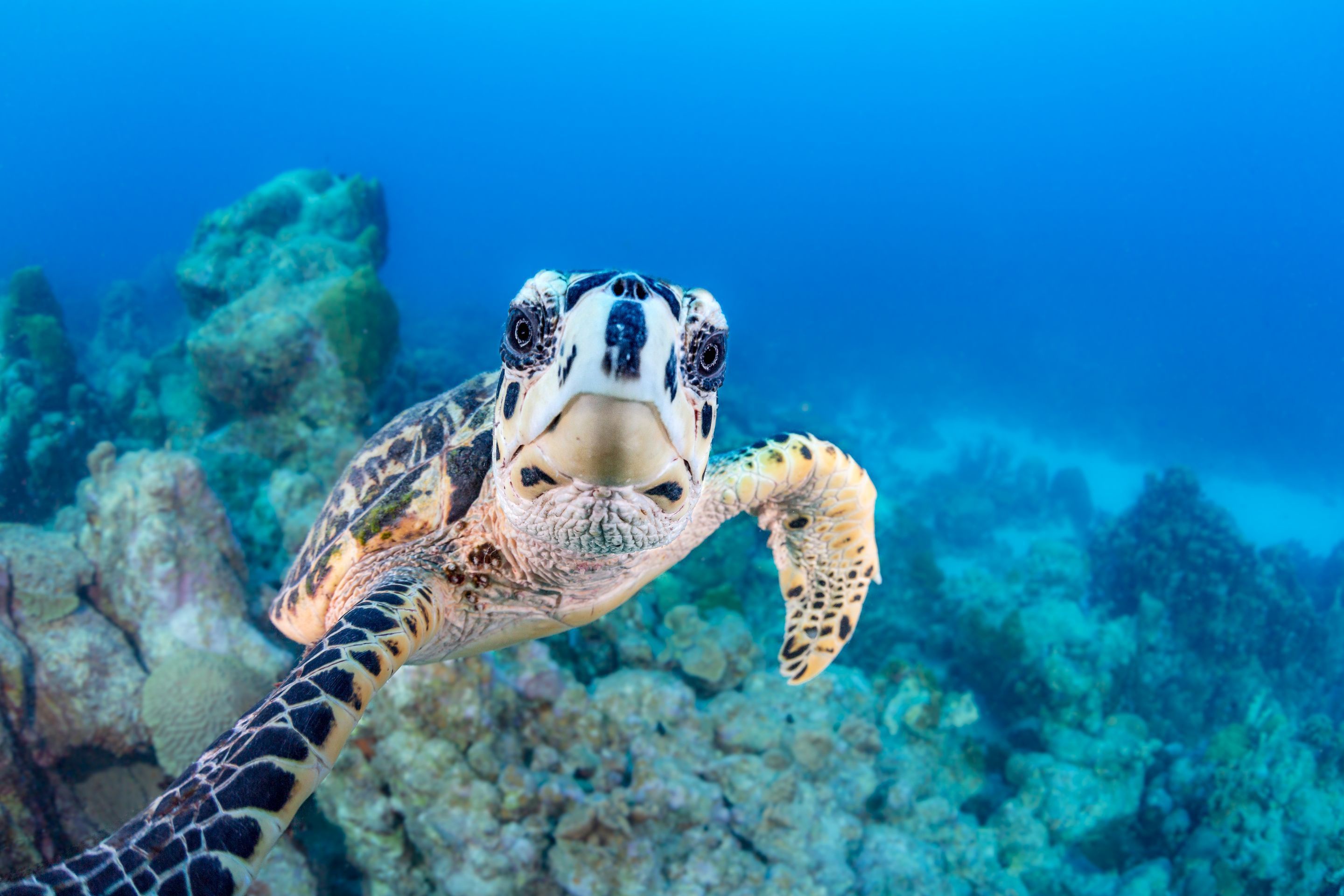 Водные и морские черепахи