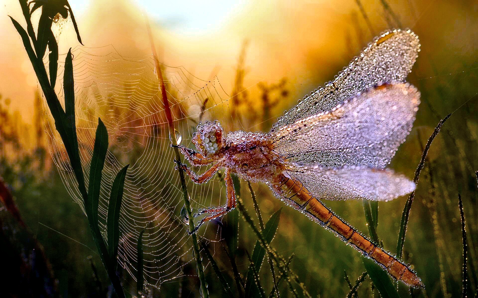 291098 Hintergrundbild herunterladen insekten, tiere, libelle, tau, insekt, blatt, morgen, spinnennetz - Bildschirmschoner und Bilder kostenlos