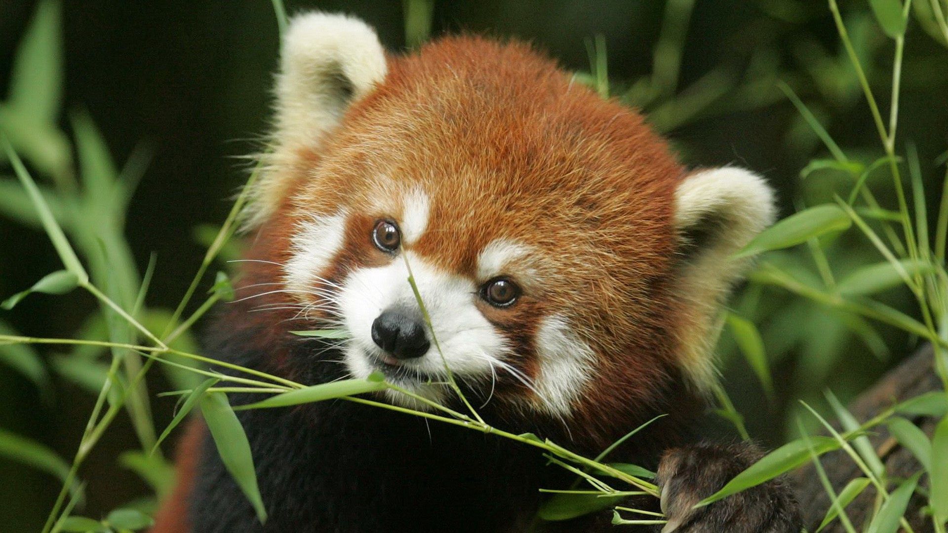 Descarga gratuita de fondo de pantalla para móvil de Panda Rojo, Bozal, Animales, Hierba, Animal.