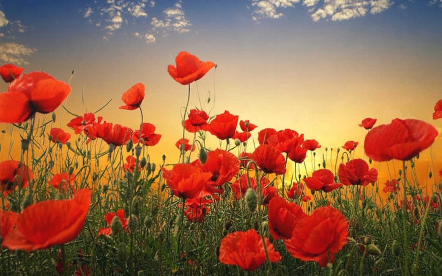 Download mobile wallpaper Flowers, Plants, Poppies for free.