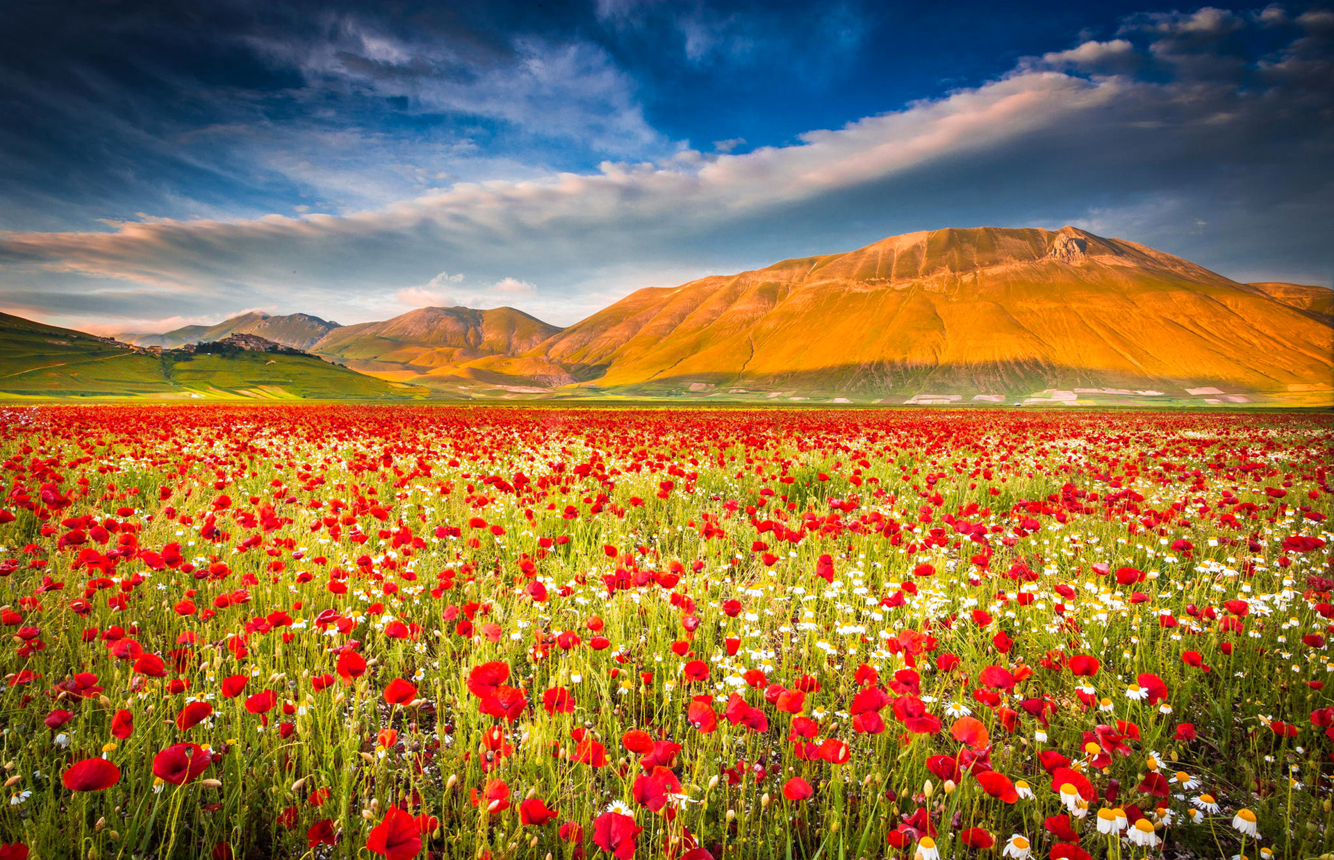 Цветы горы поля