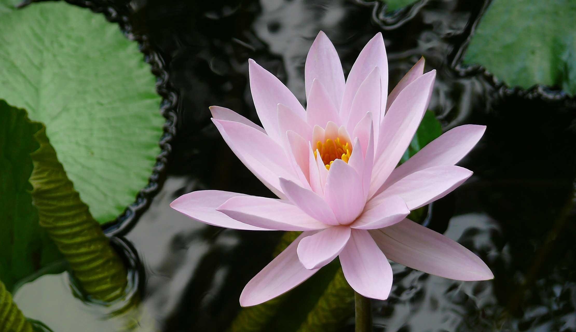1920 x 1080 picture water lily, flowers, water, leaves, close up