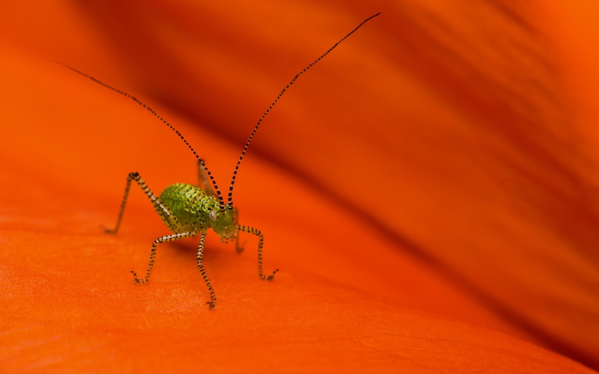 animal, grasshopper Aesthetic wallpaper