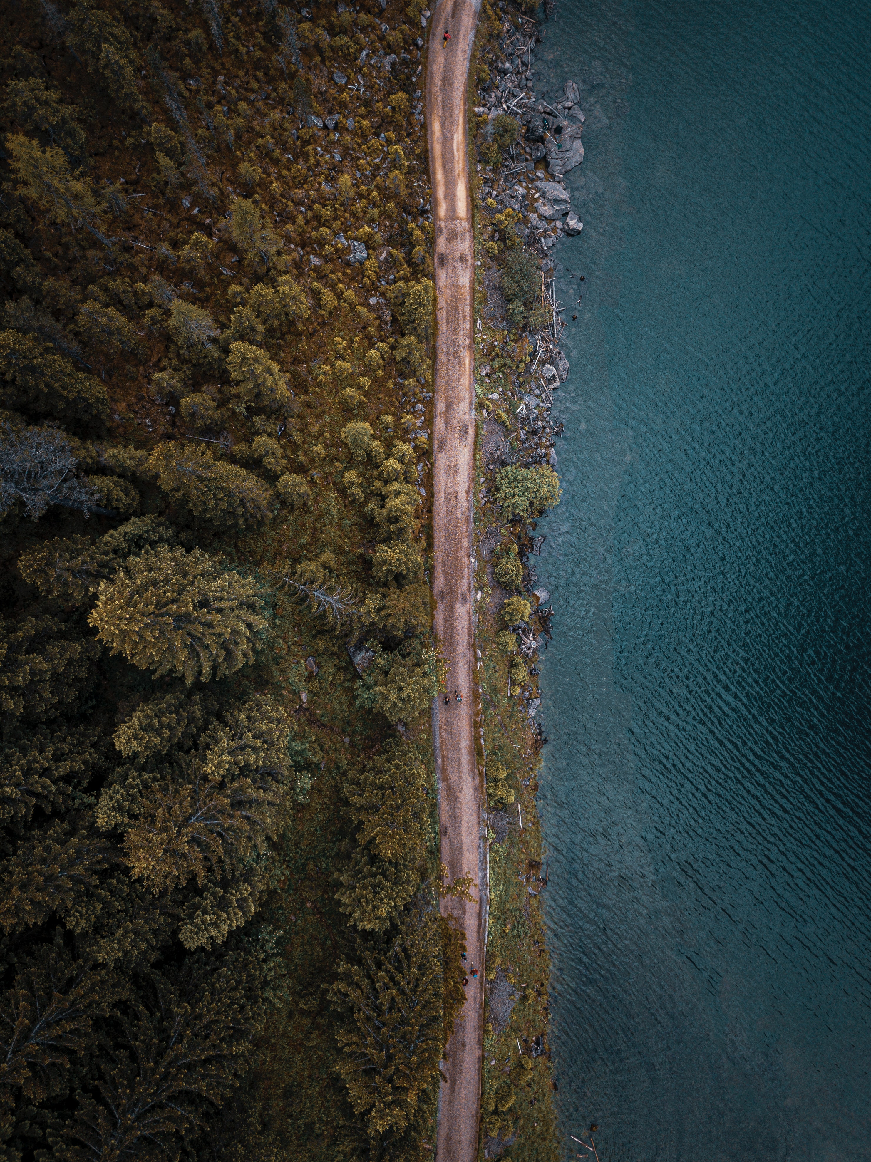 view from above, nature, trees, sea, road, forest Smartphone Background