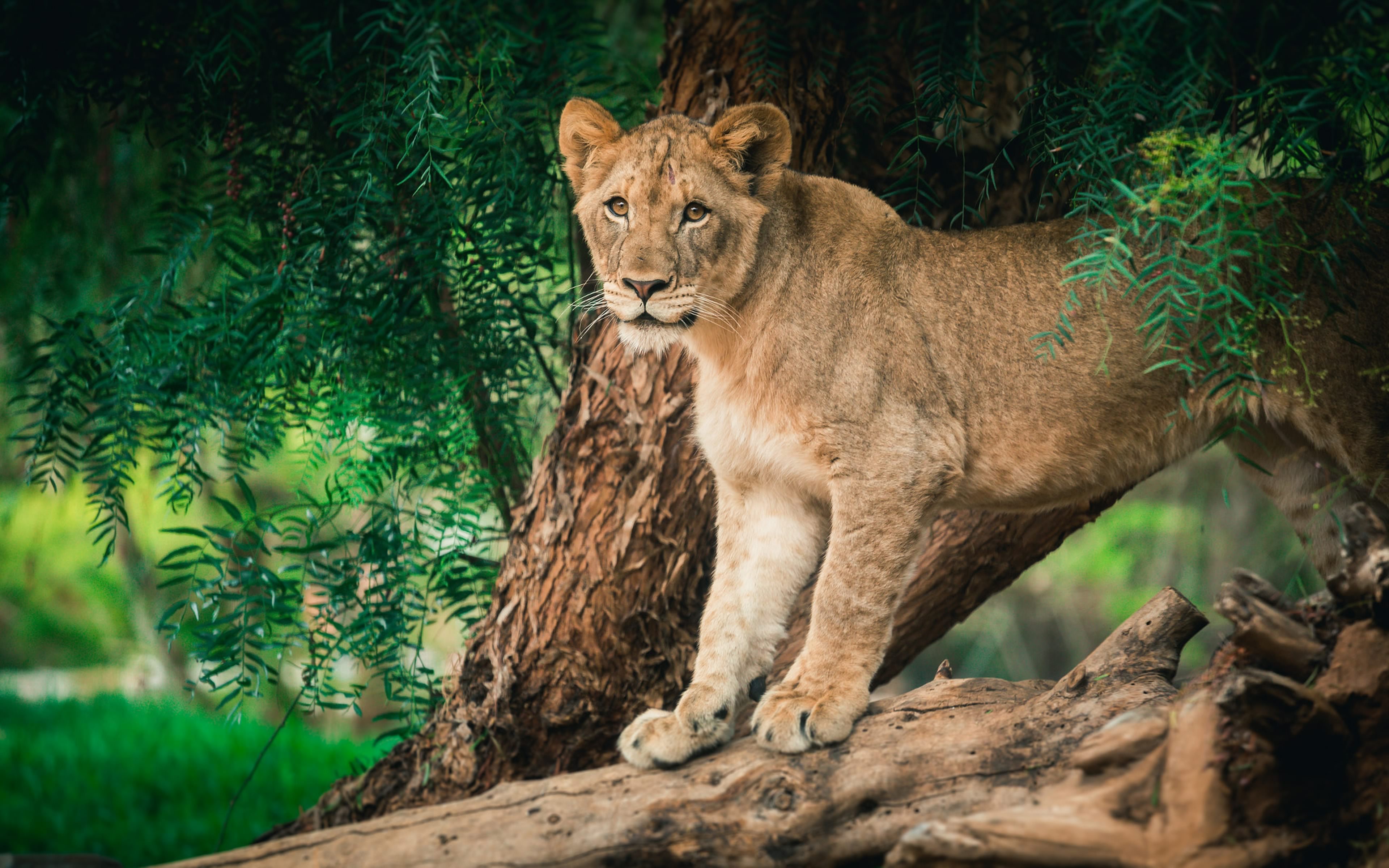 lioness, animal, lion, cats HD for desktop 1080p