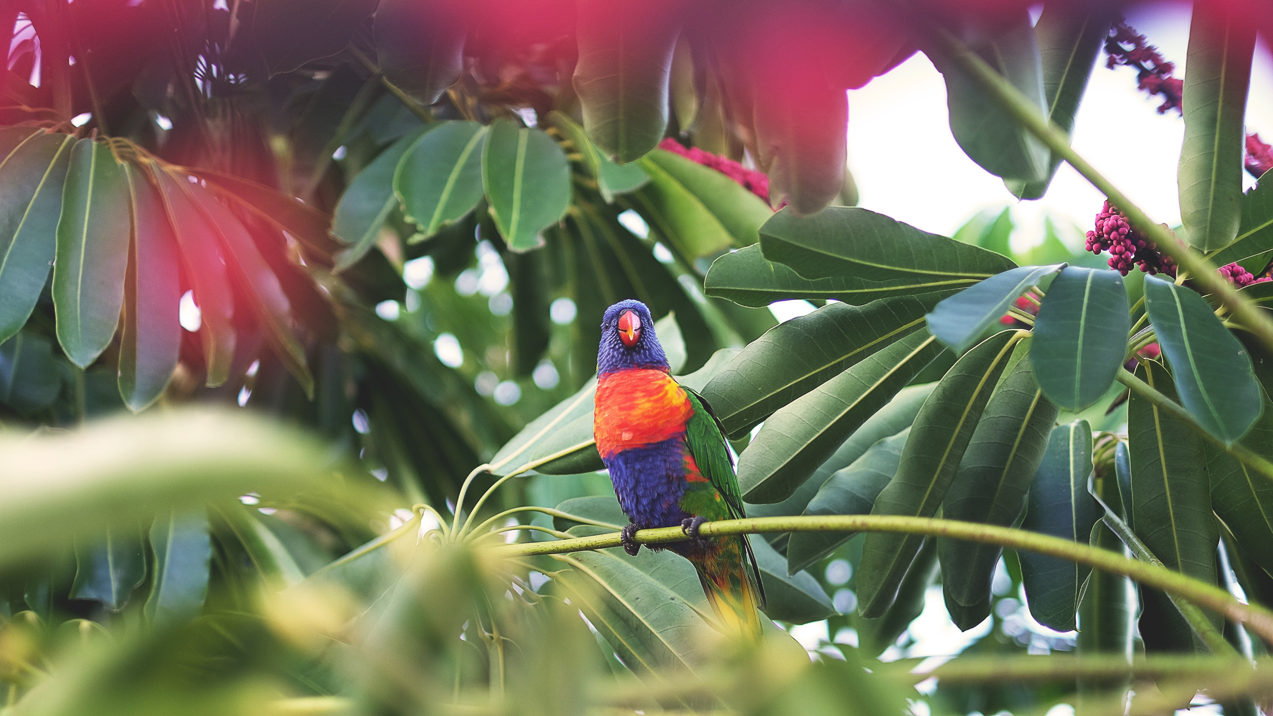 Download mobile wallpaper Parrots, Animals, Bird, Tropics for free.