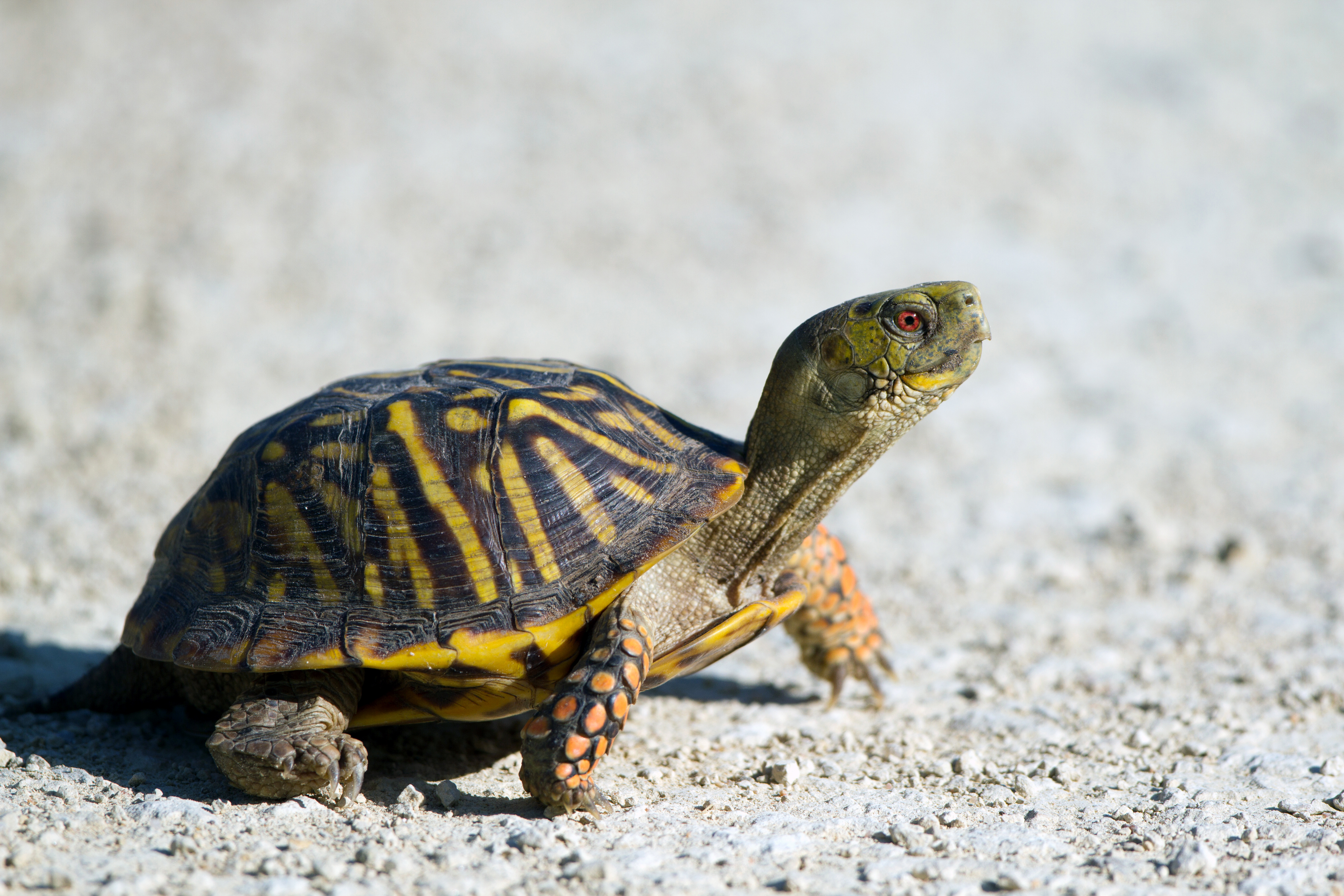 407408 descargar imagen tortuga, animales, reptil, tortugas: fondos de pantalla y protectores de pantalla gratis