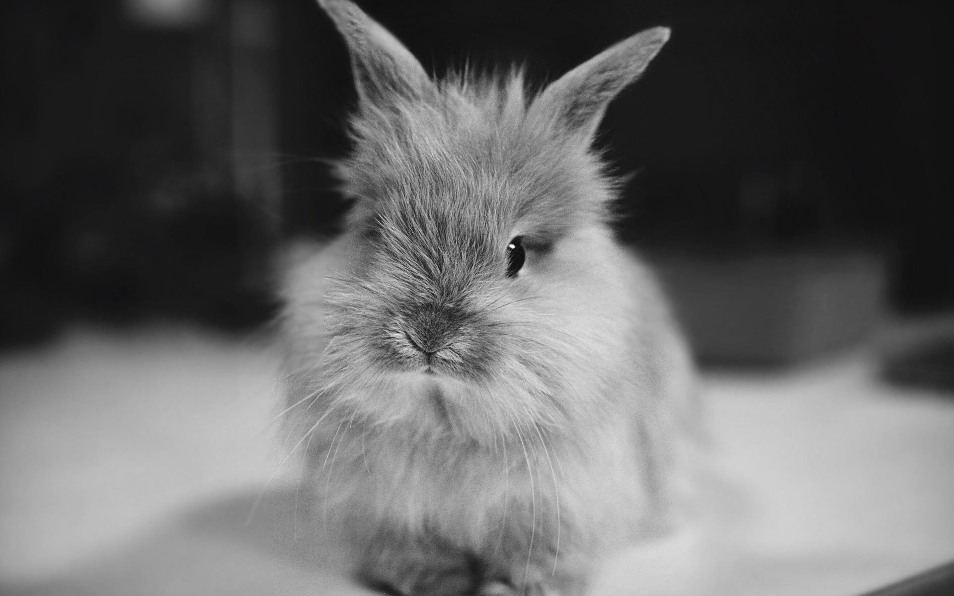 Free download wallpaper Animals, Fluffy, Bw, Small, Rabbit, Chb on your PC desktop