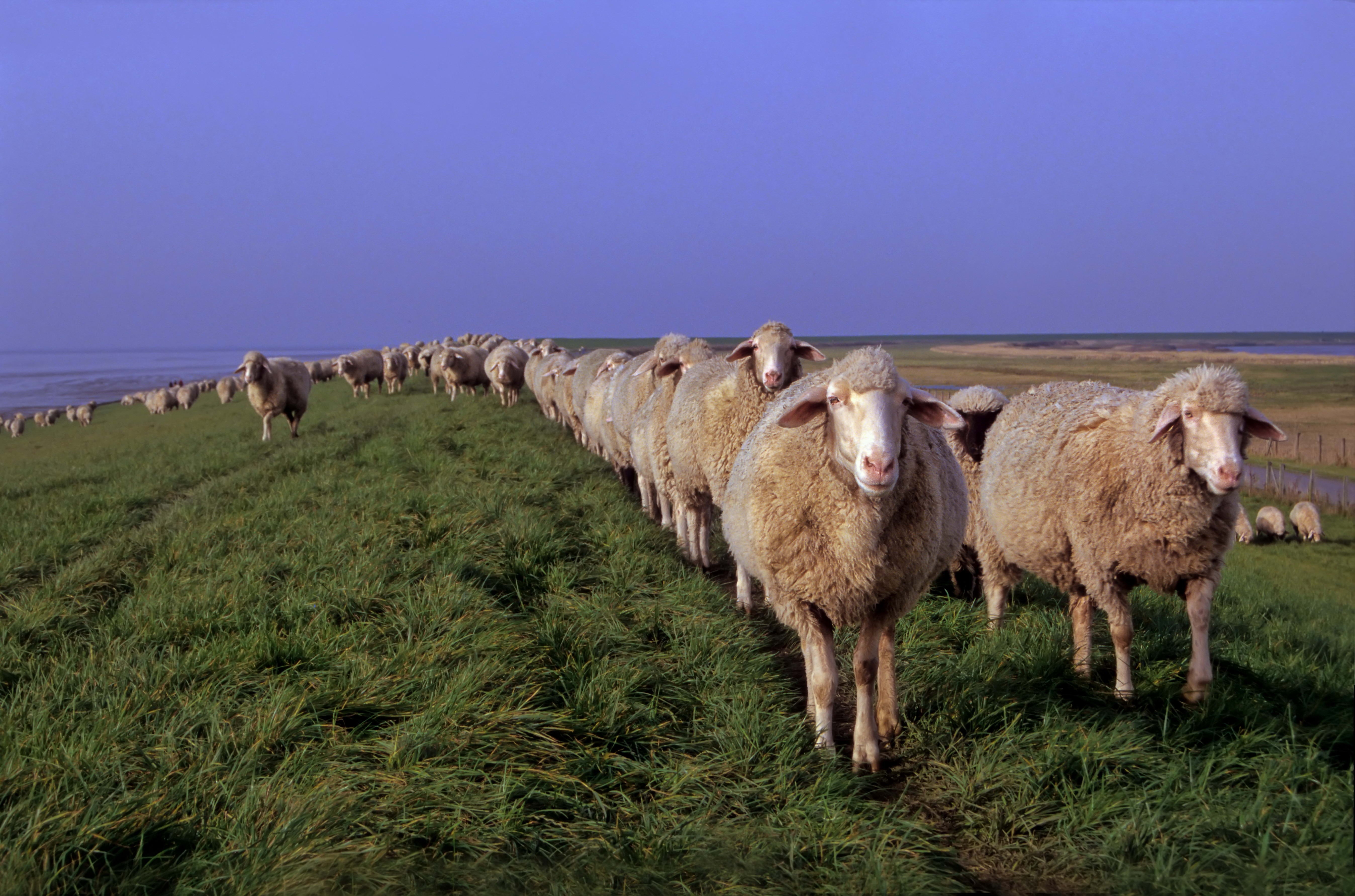 Handy-Wallpaper Tiere, Grass, Wiese, Schafe kostenlos herunterladen.