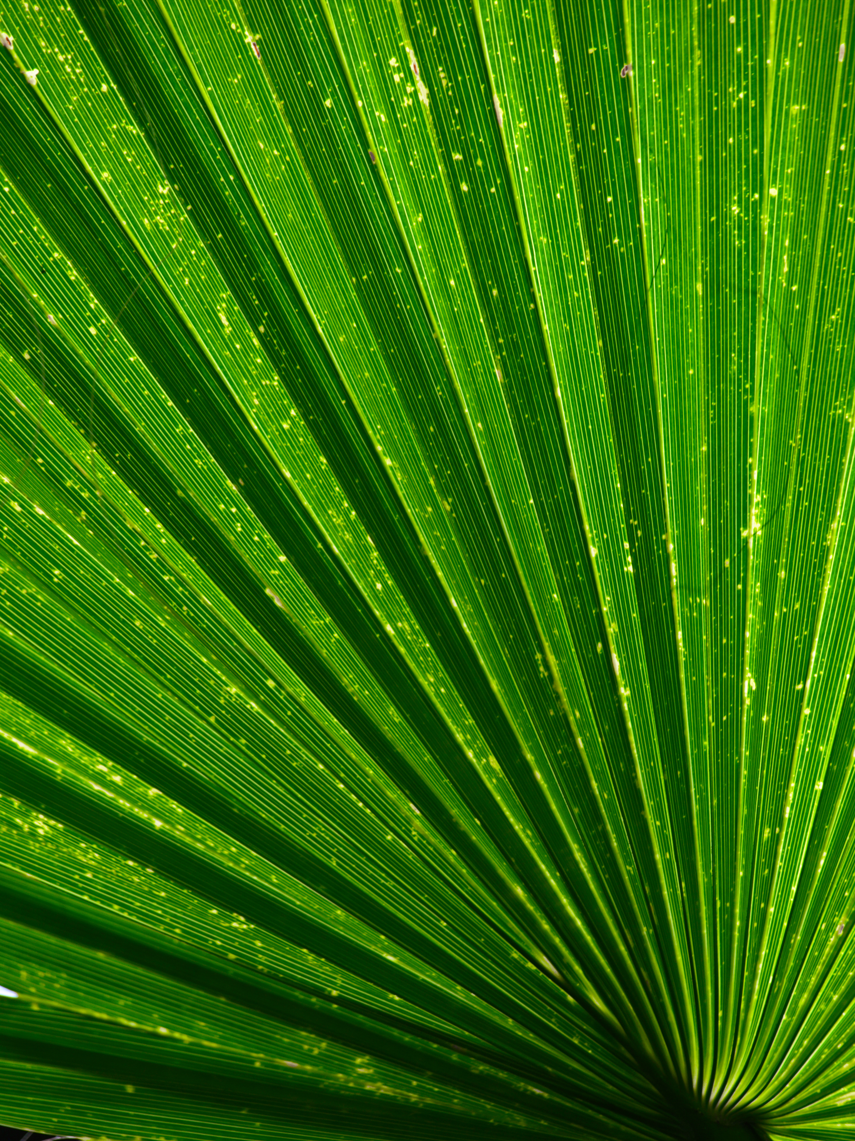 124031 Hintergrundbild herunterladen grün, pflanze, textur, texturen, palme, palm, flugblatt, leaflet - Bildschirmschoner und Bilder kostenlos