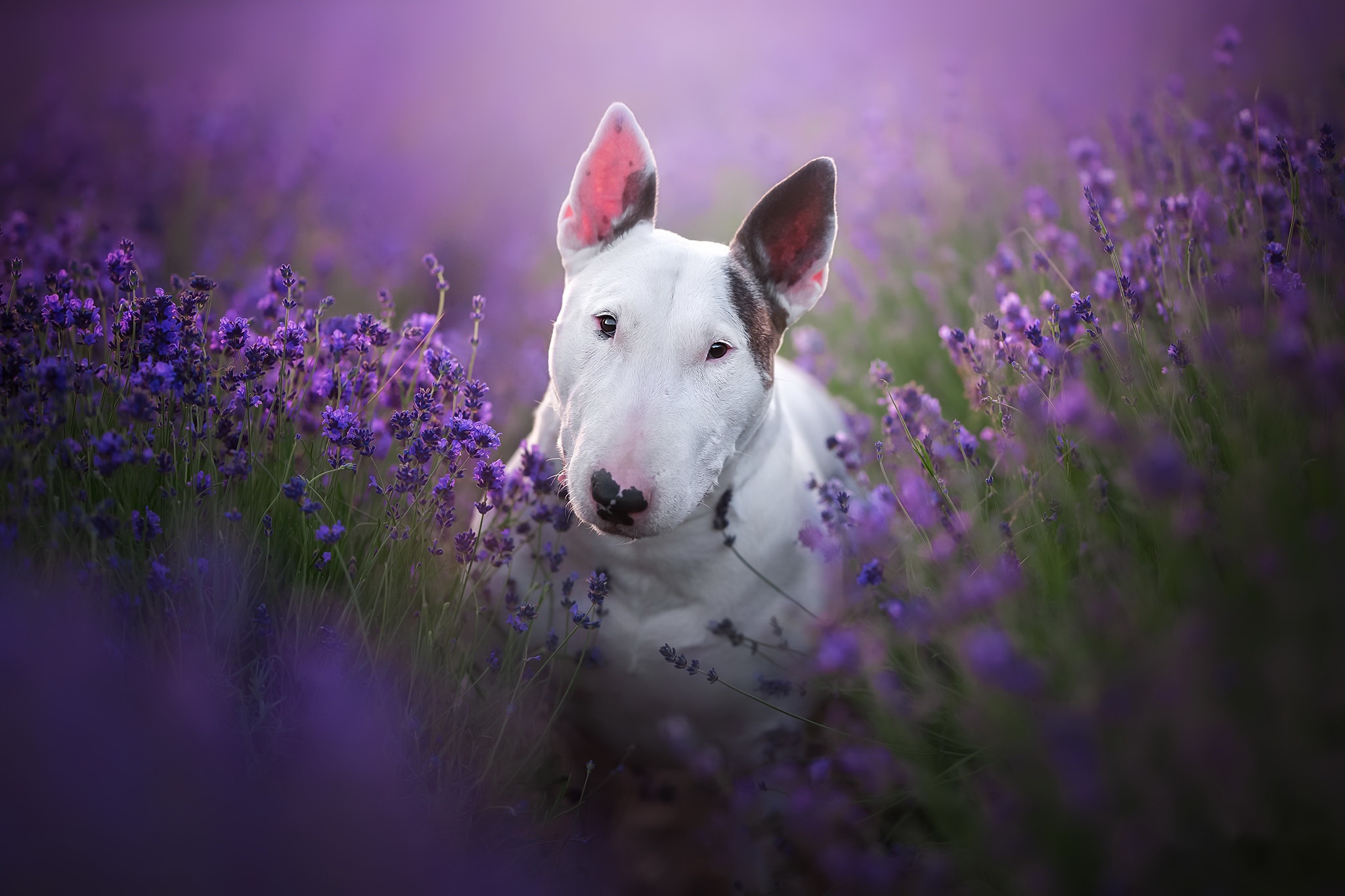 animal, bull terrier, dog, purple flower, dogs