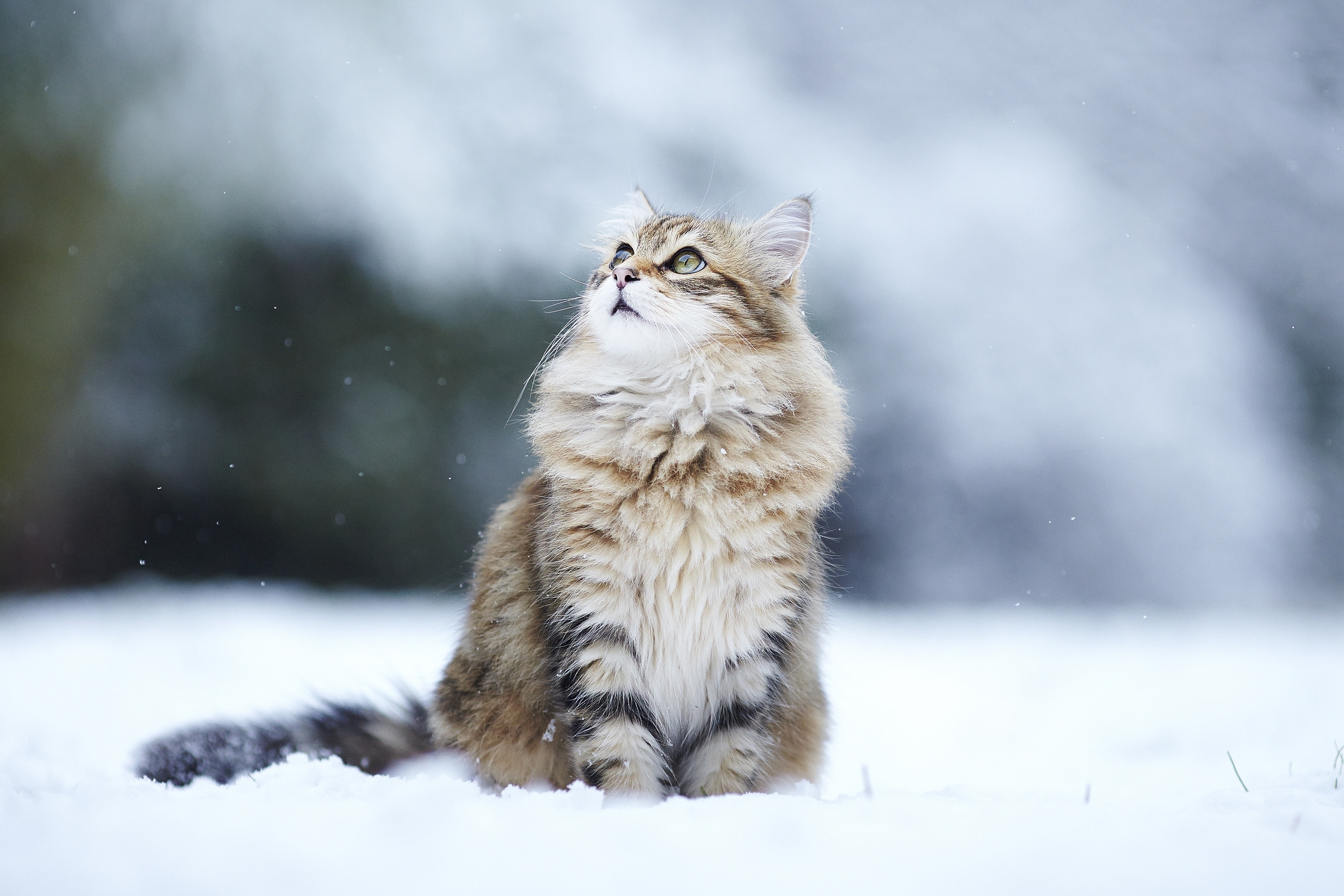 113602壁紙のダウンロード猫, 動物, 雪, ふわふわ, ふかふかした, ぼやけ, 滑らか-スクリーンセーバーと写真を無料で