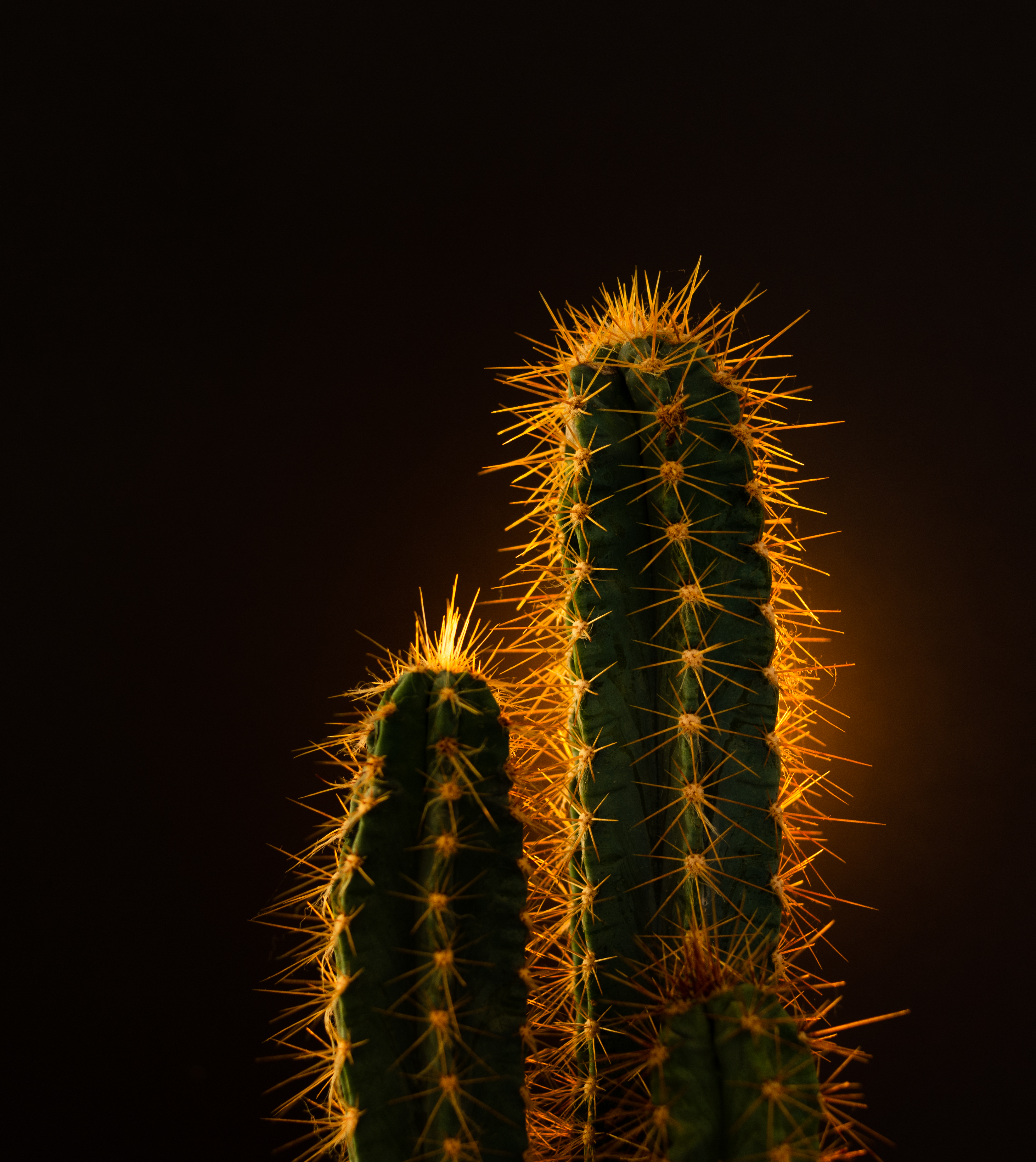 120411 Hintergrundbild herunterladen natur, nadeln, pflanze, kaktus - Bildschirmschoner und Bilder kostenlos