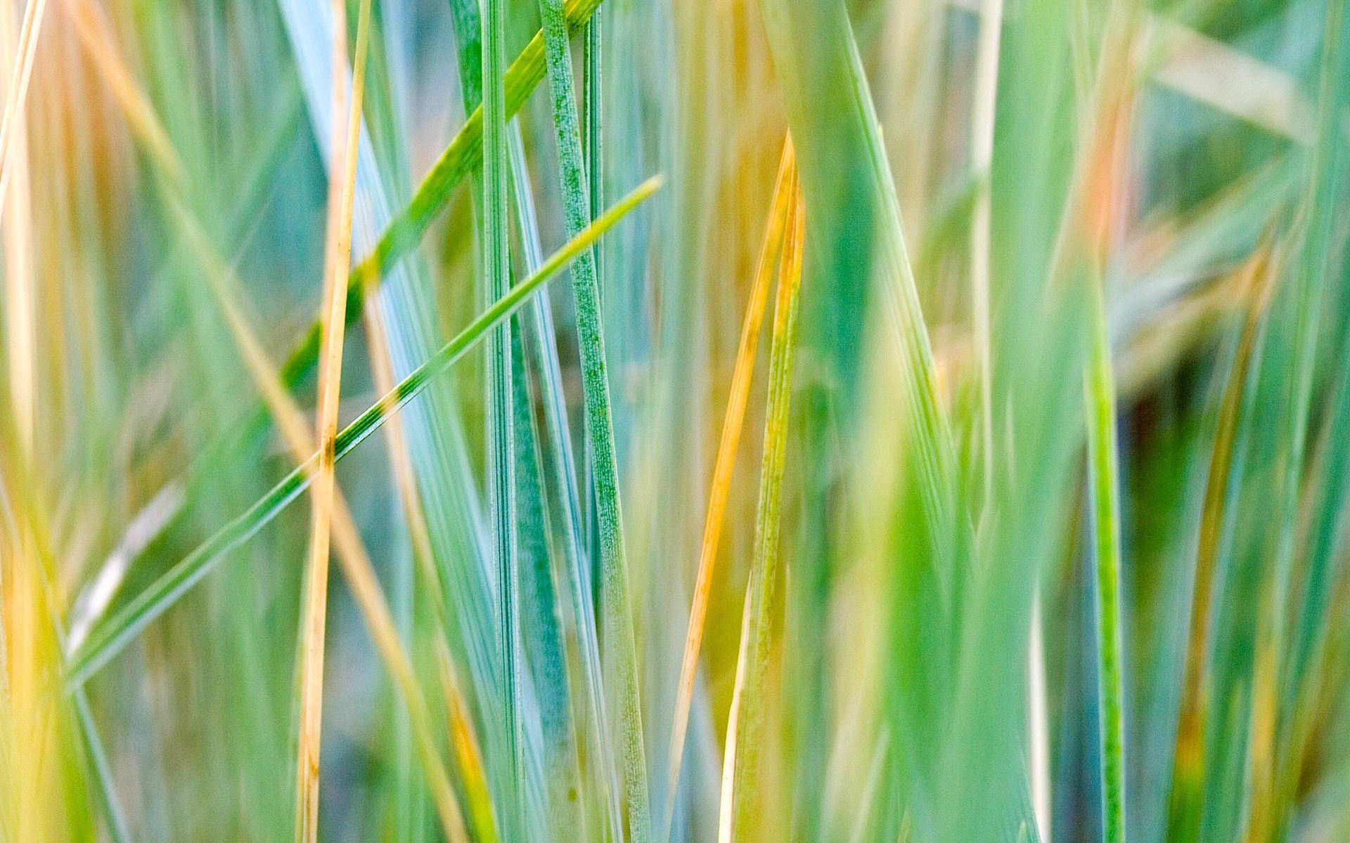 macro, grass, striped, dry Full HD